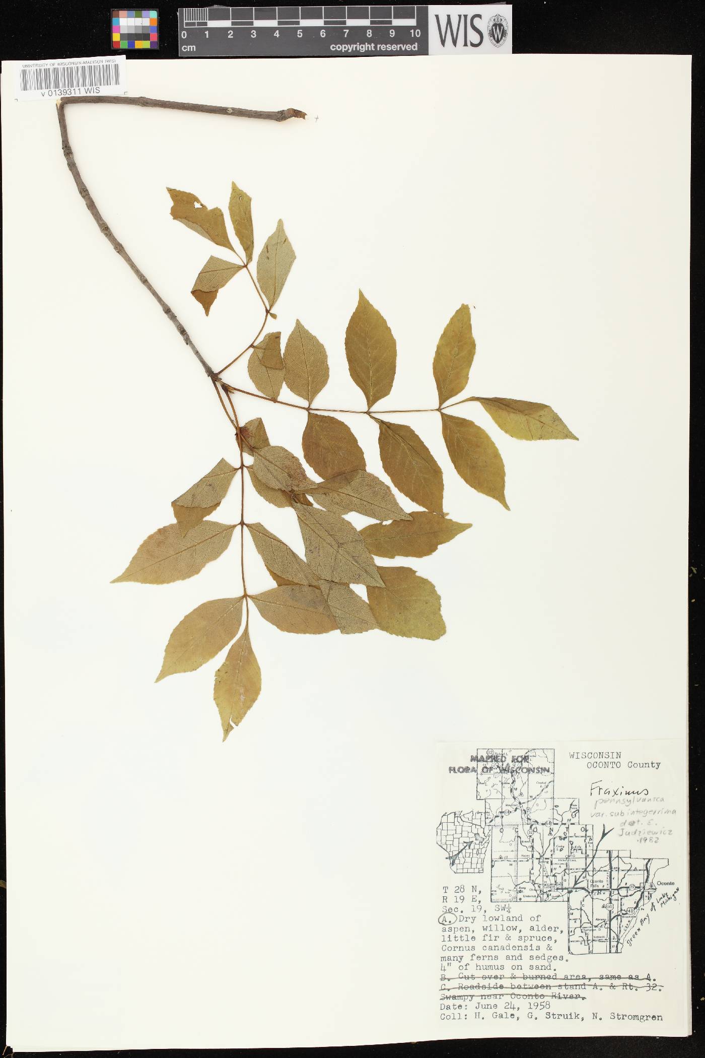 Fraxinus pennsylvanica image