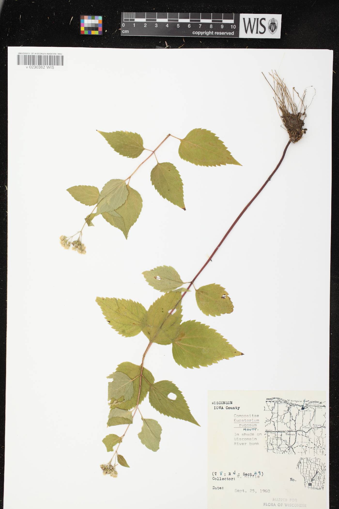 Ageratina altissima subsp. altissima image