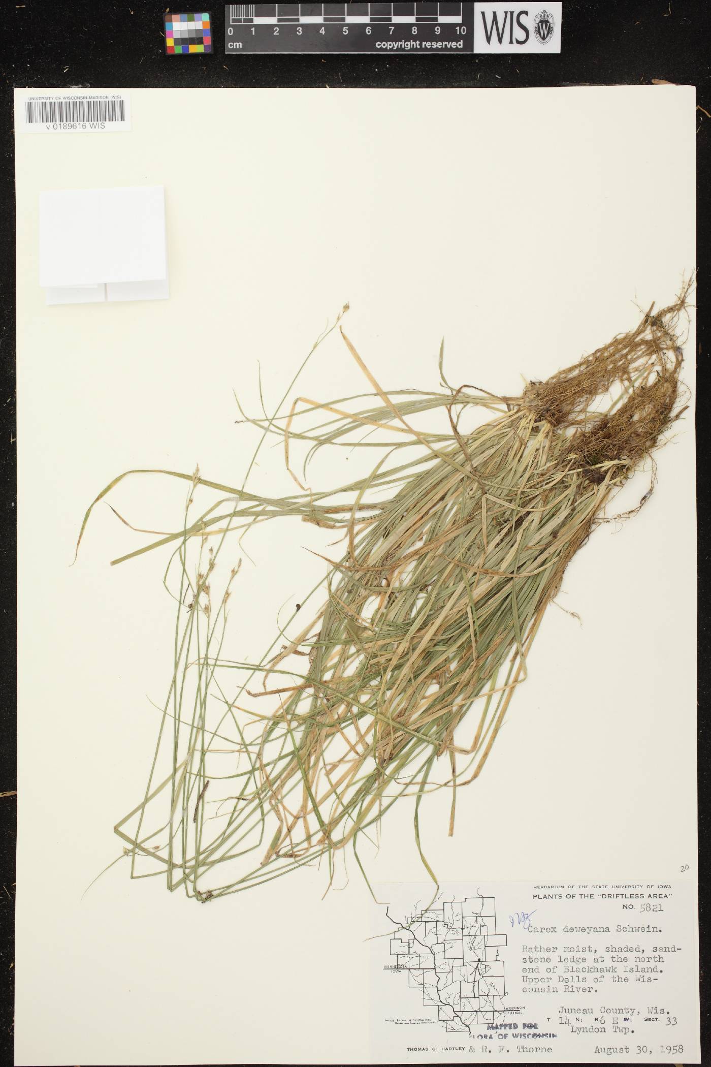 Carex deweyana image
