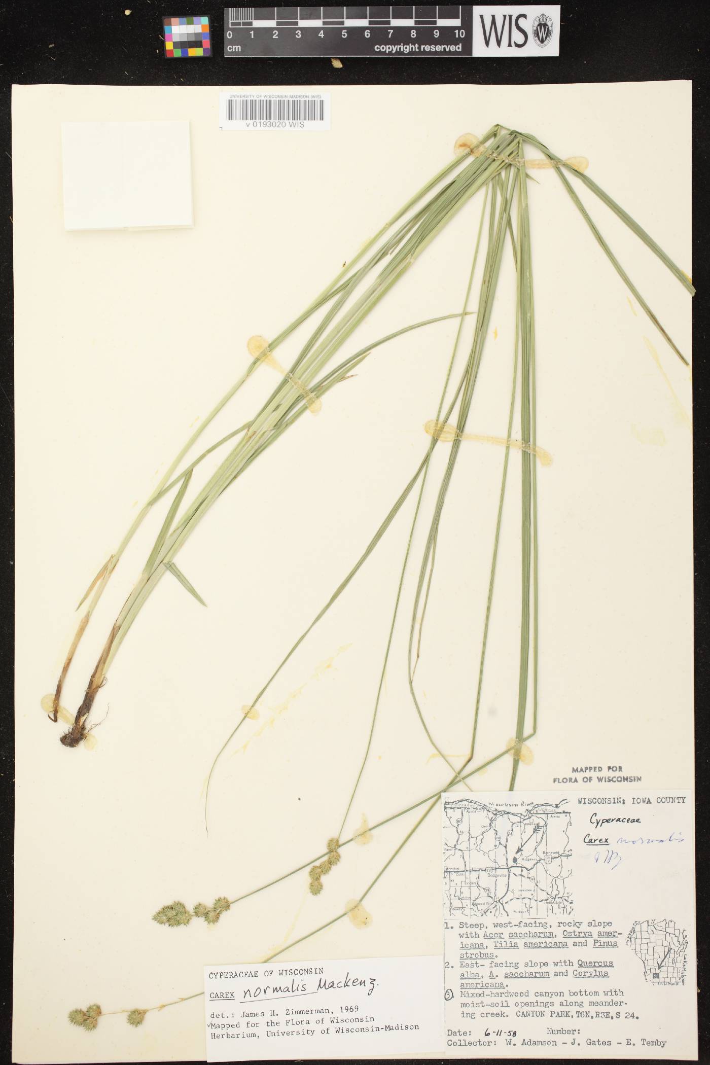 Carex normalis image