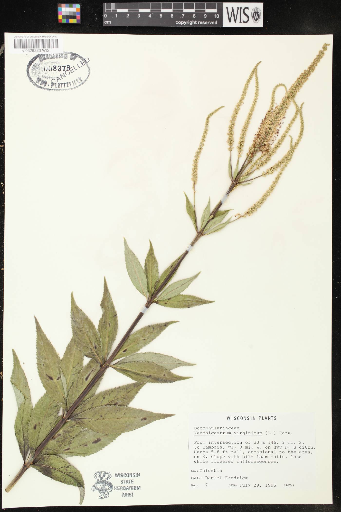 Veronicastrum virginicum image