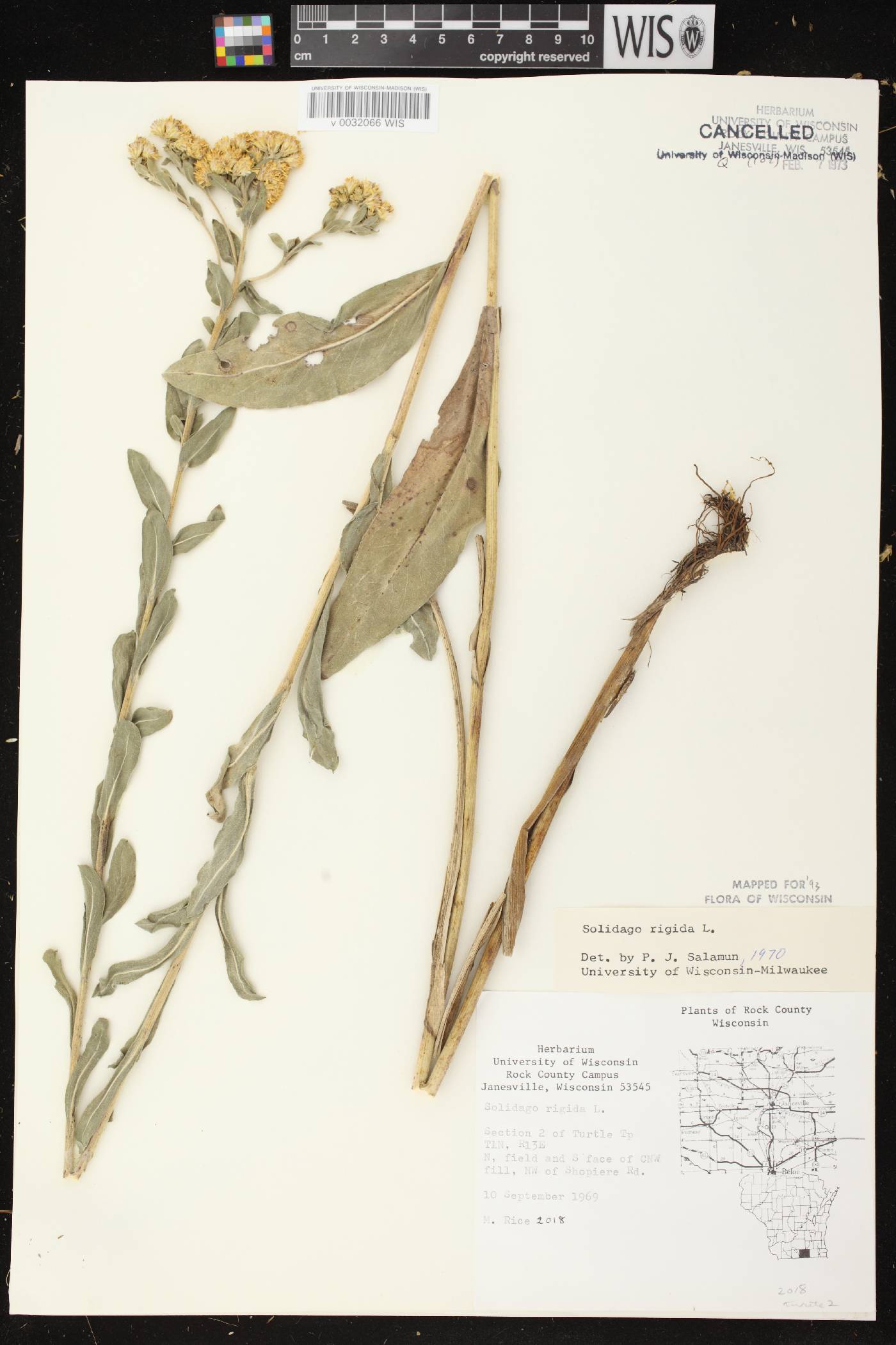 Solidago rigida image