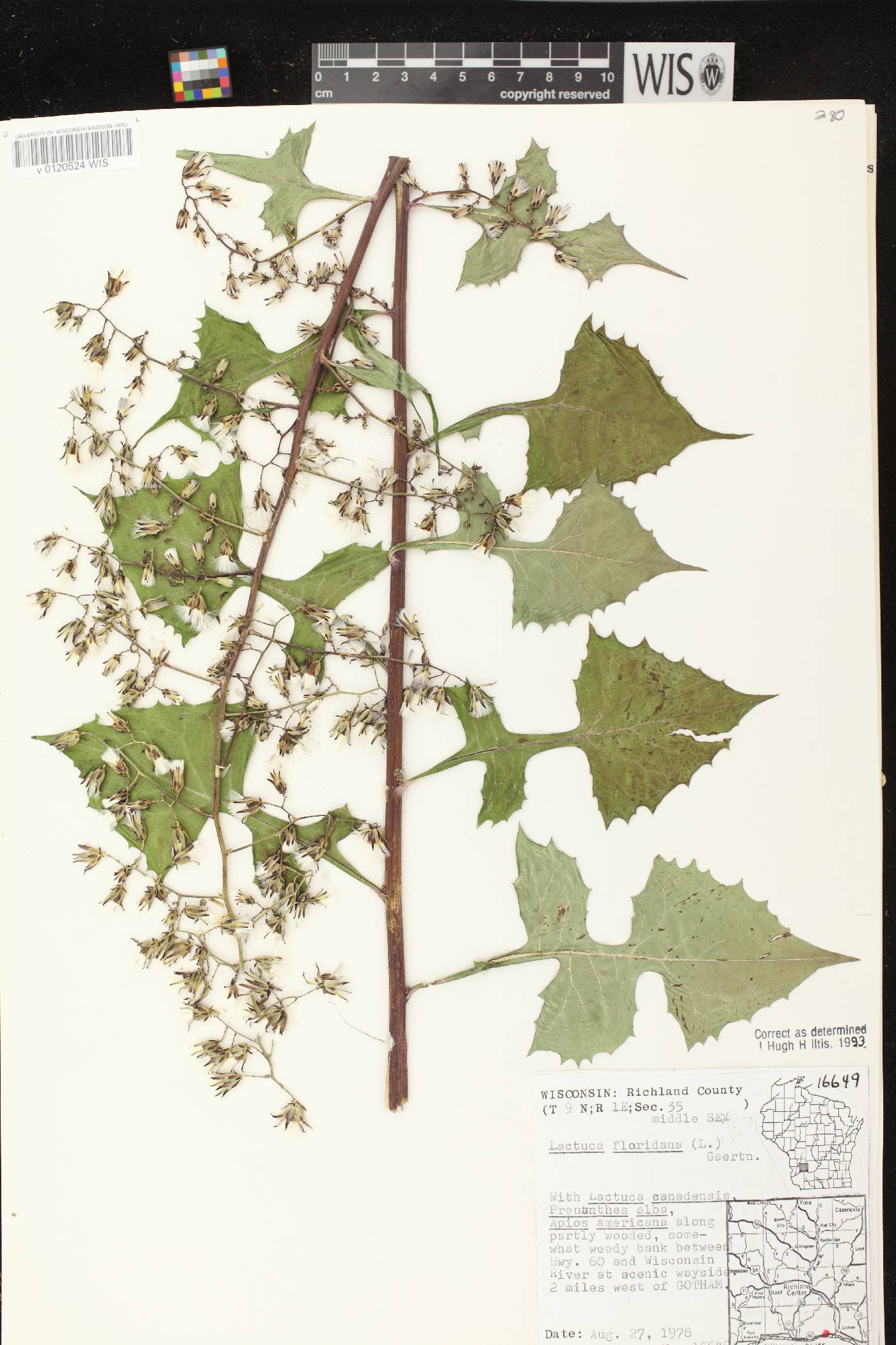 Lactuca floridana image