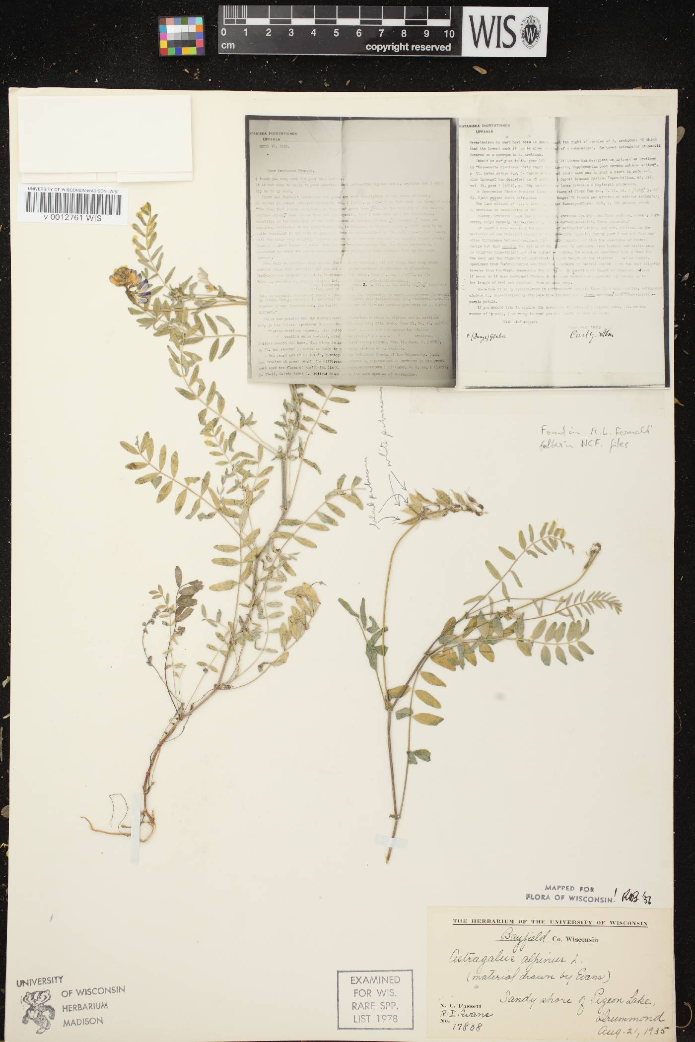 Astragalus alpinus var. alpinus image