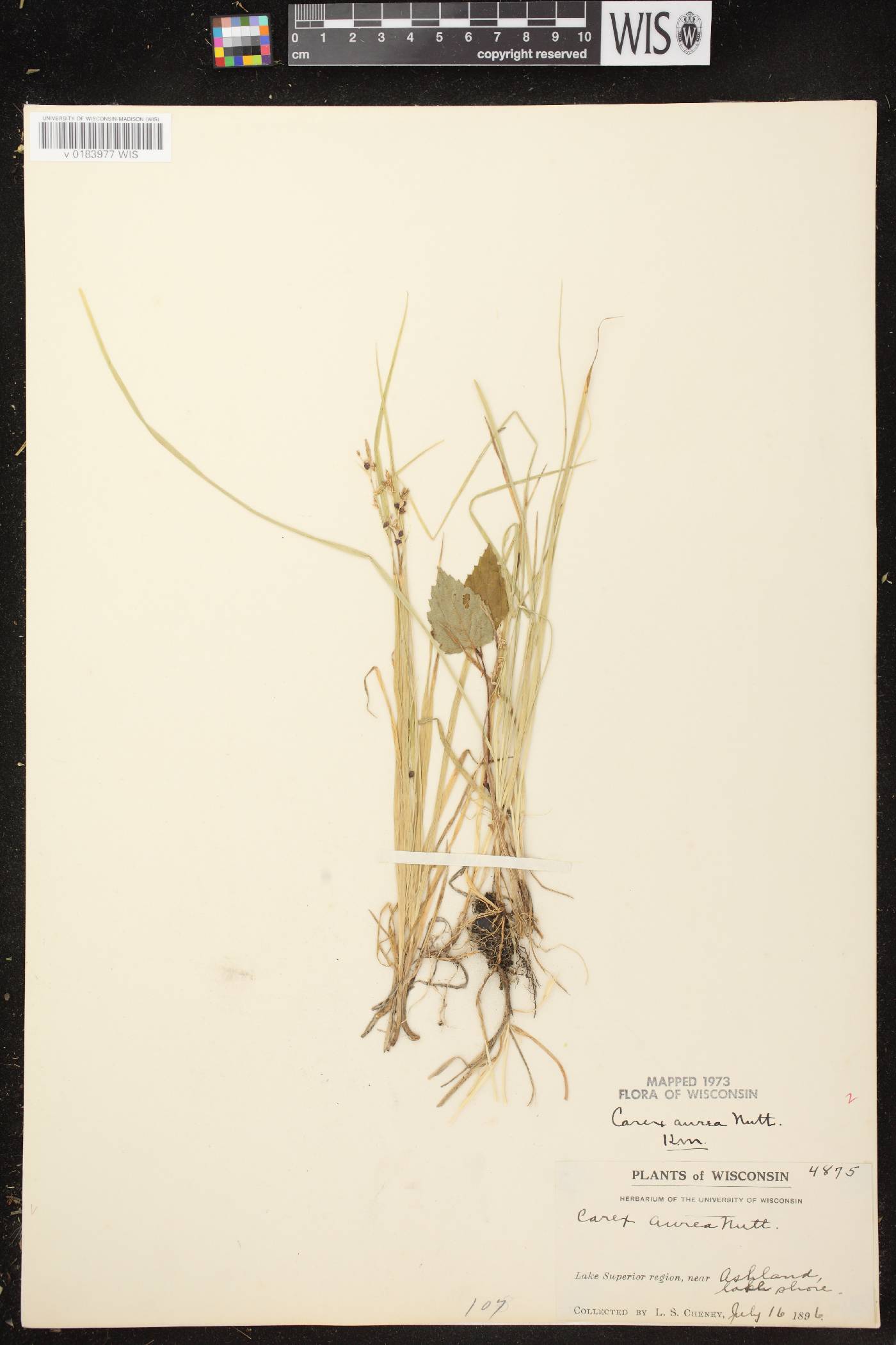 Carex aurea image
