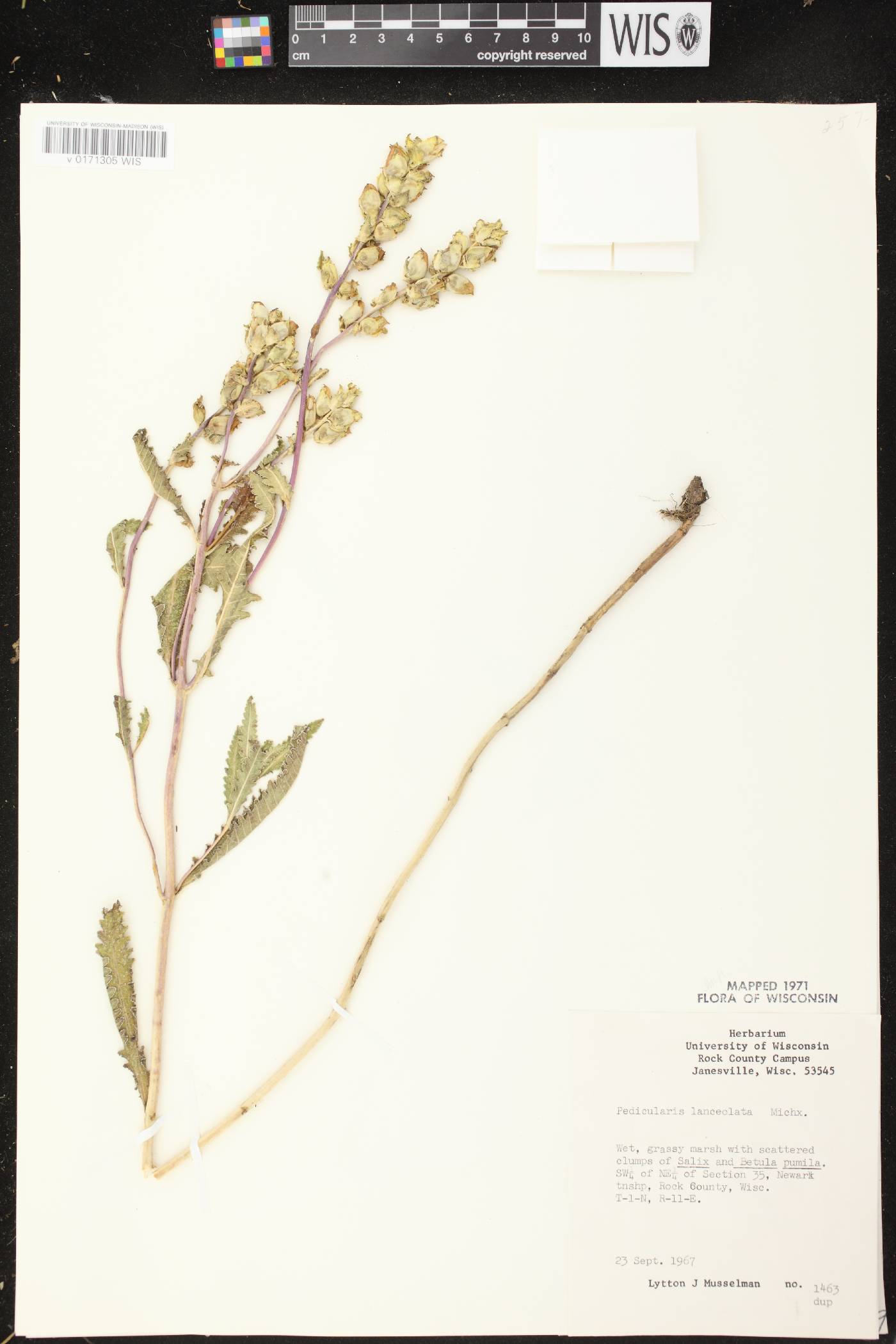 Pedicularis lanceolata image
