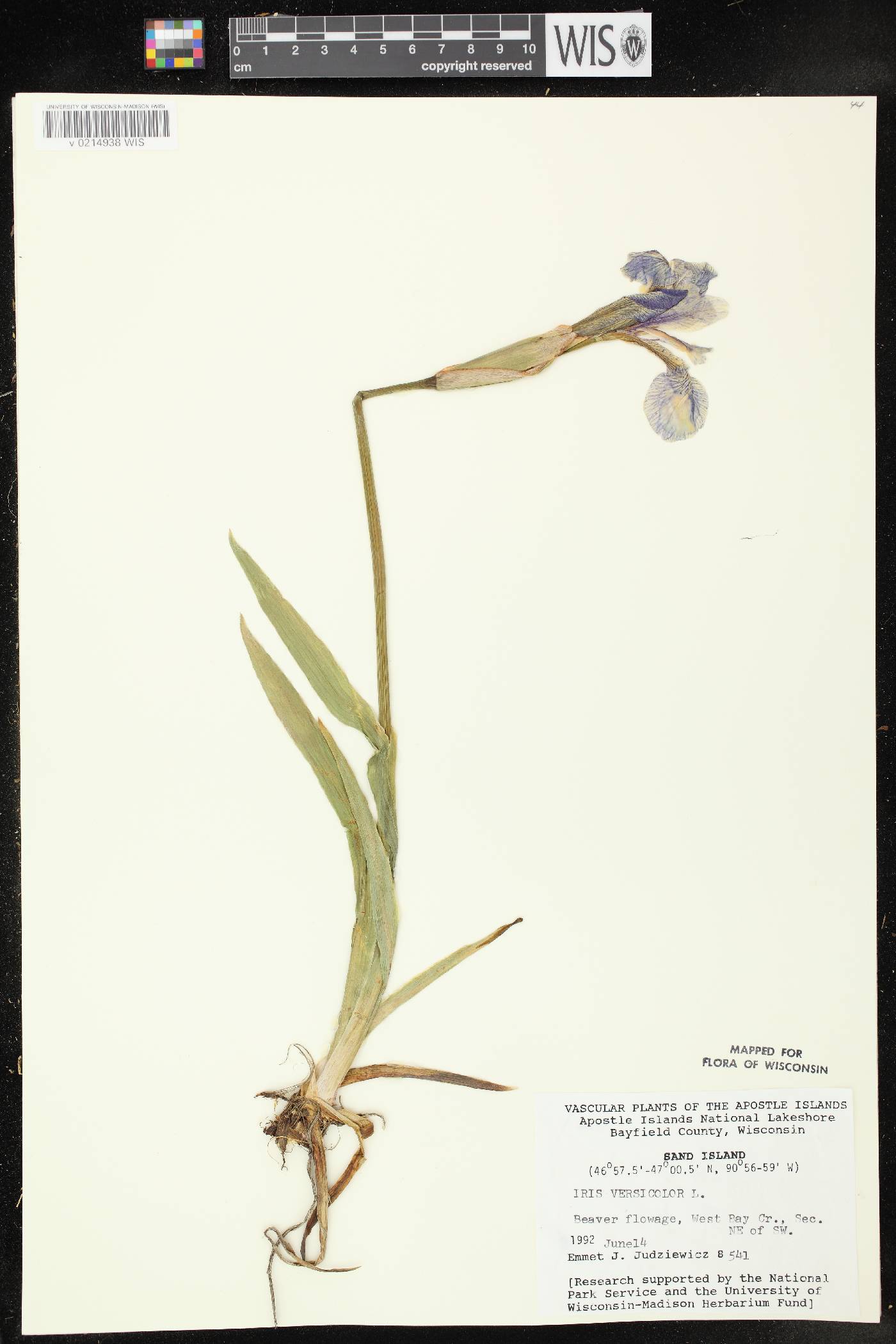 Iris versicolor image