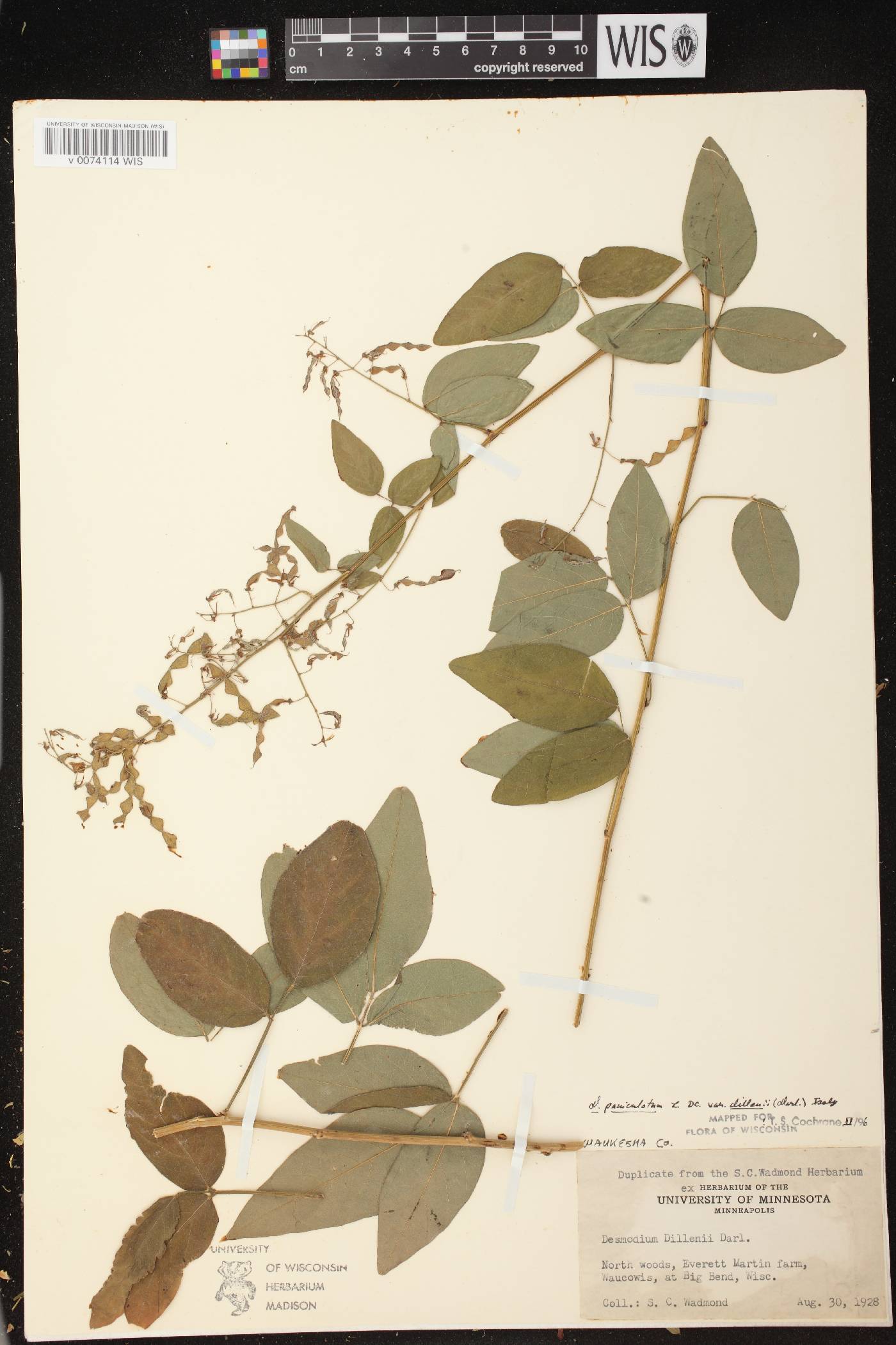 Desmodium perplexum image