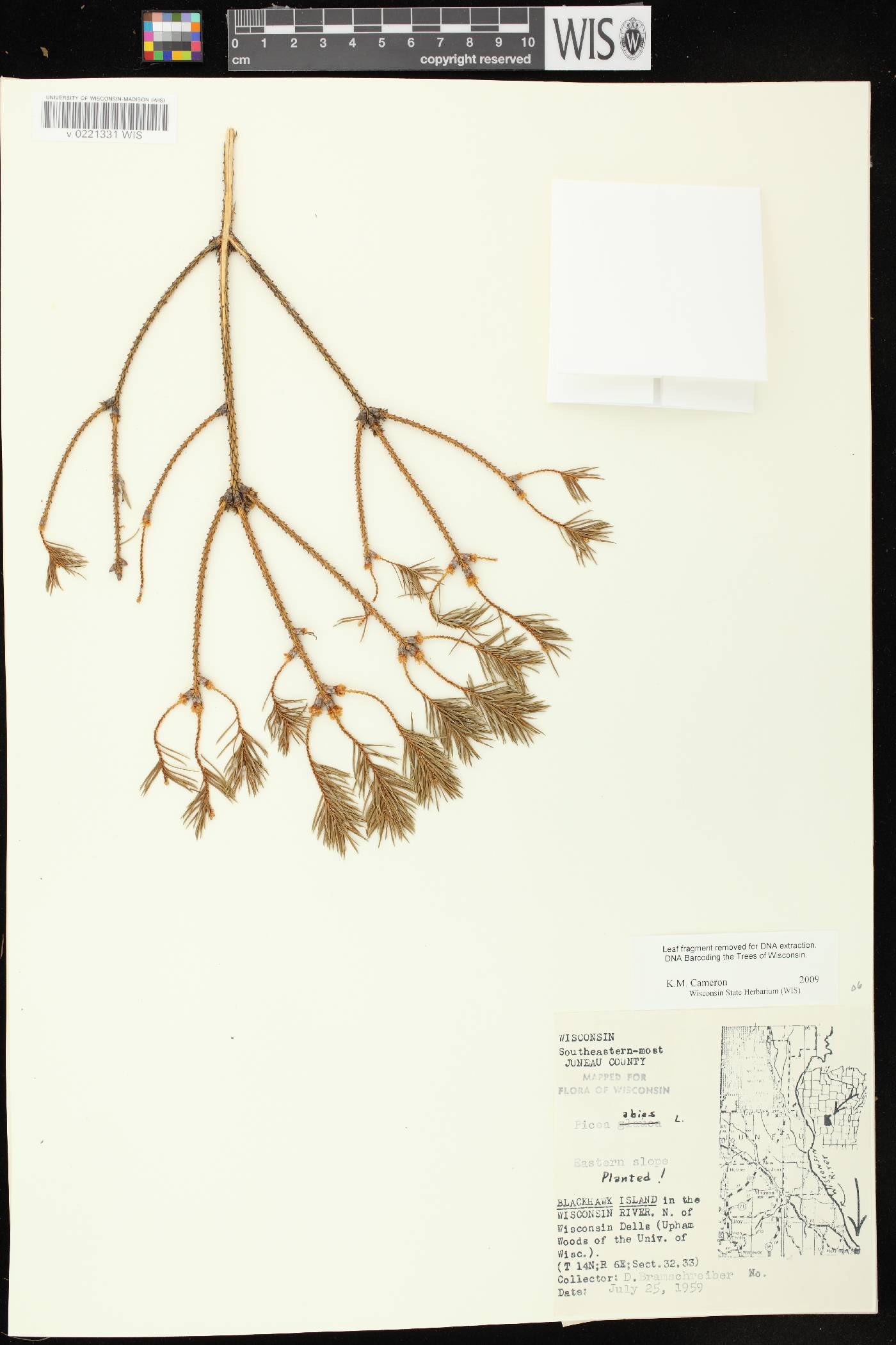 Picea abies image