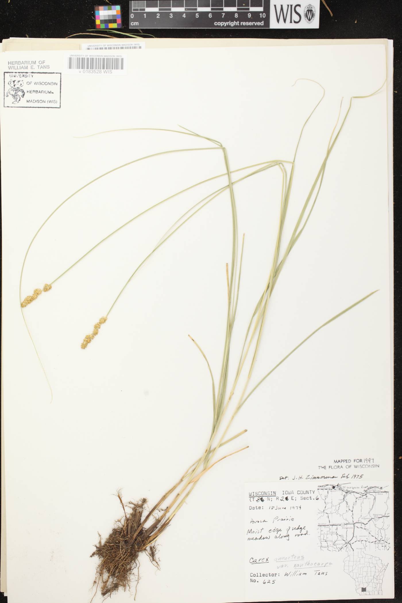 Carex annectens image