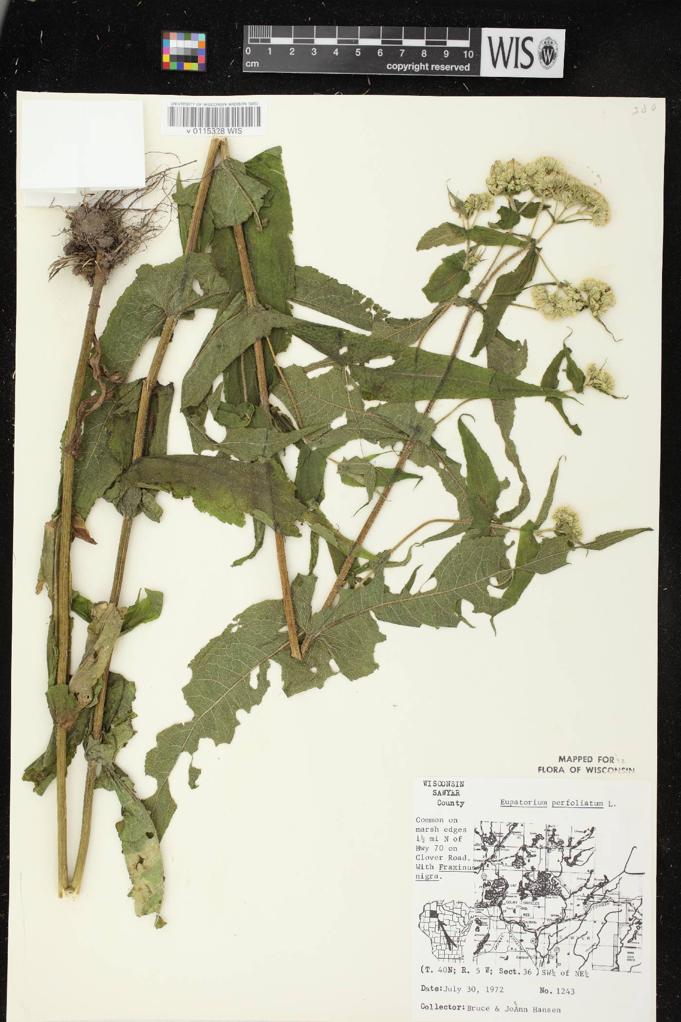 Eupatorium perfoliatum image