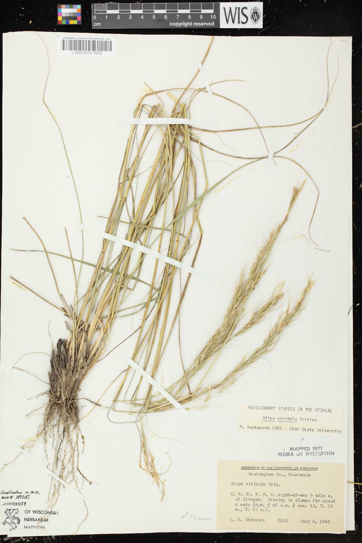 Nassella viridula image