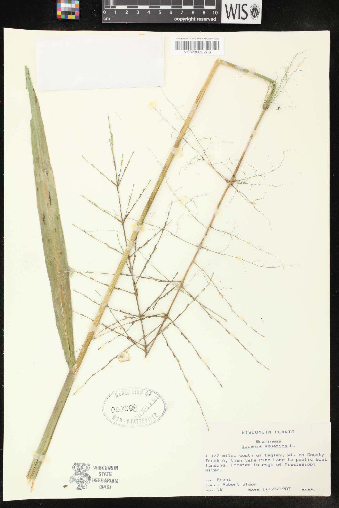 Zizania aquatica image