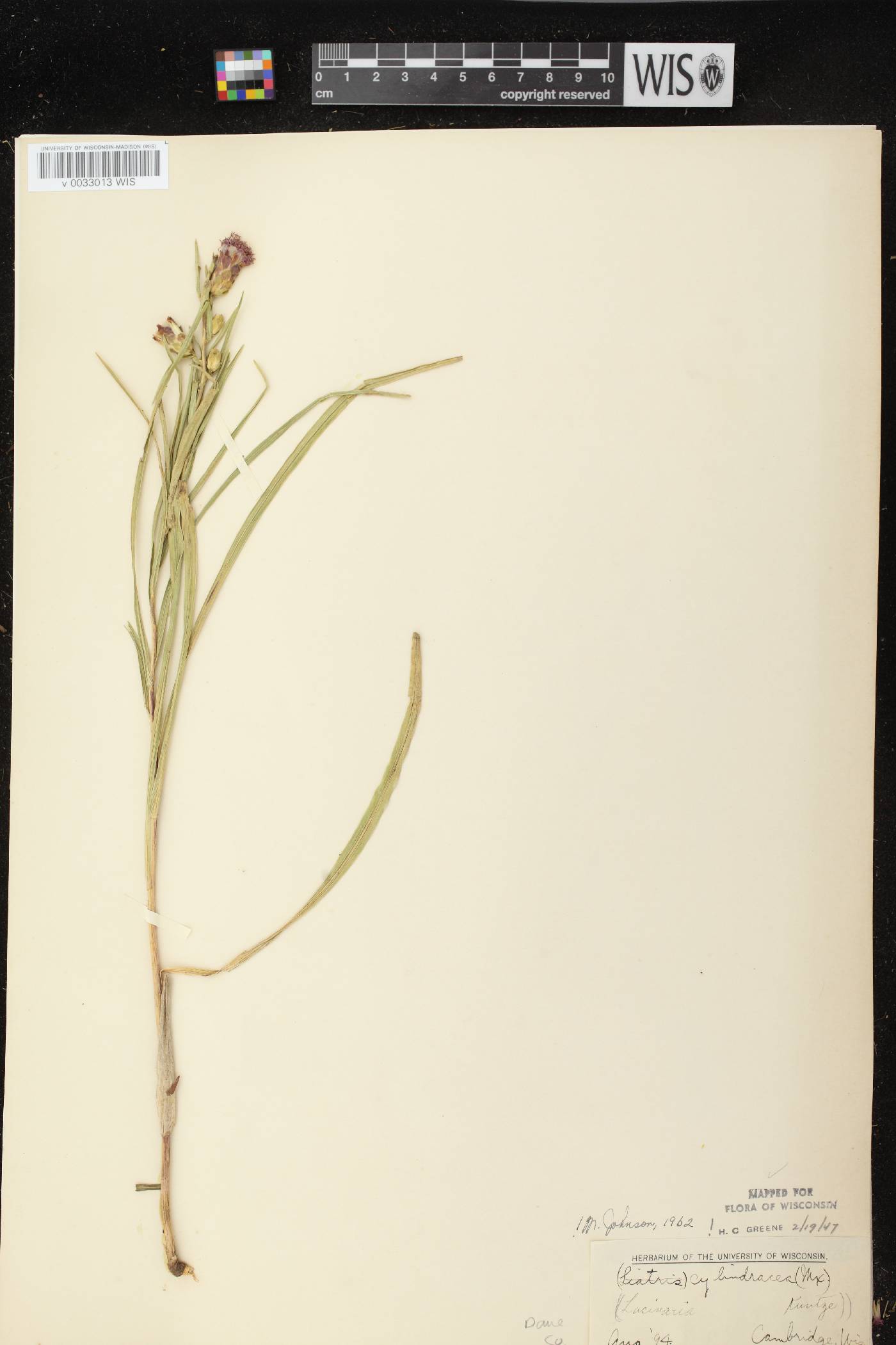 Liatris cylindracea image