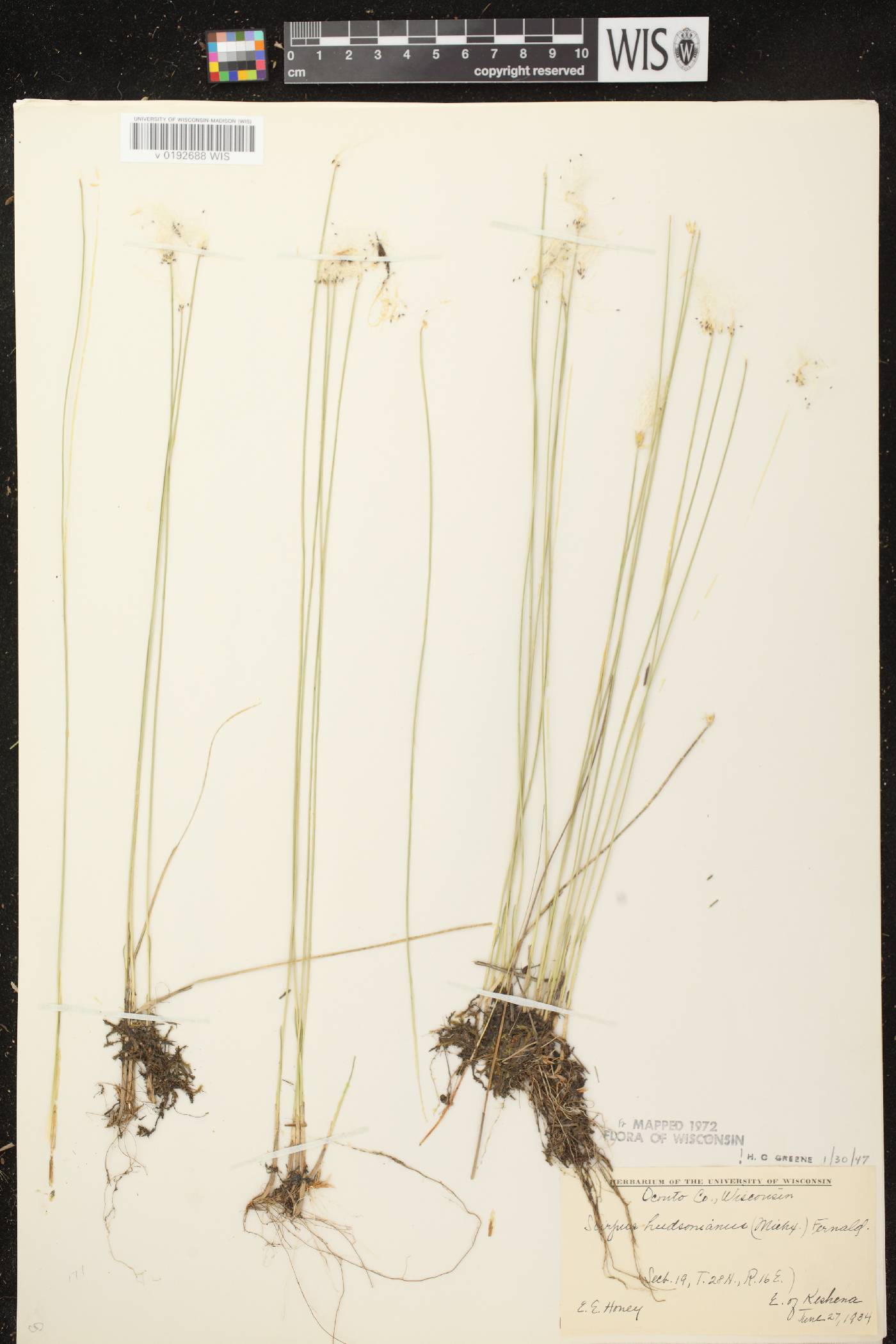 Trichophorum alpinum image