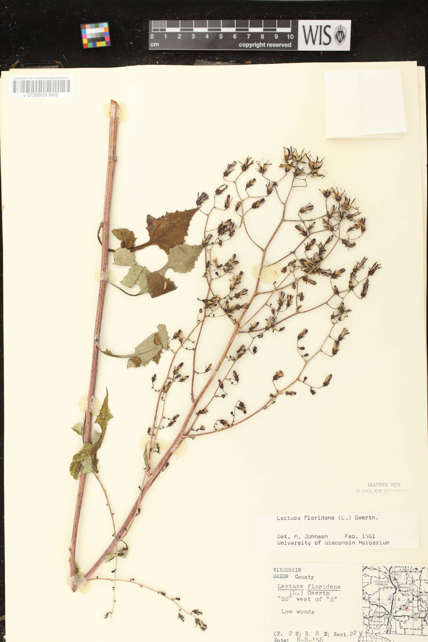 Lactuca floridana image