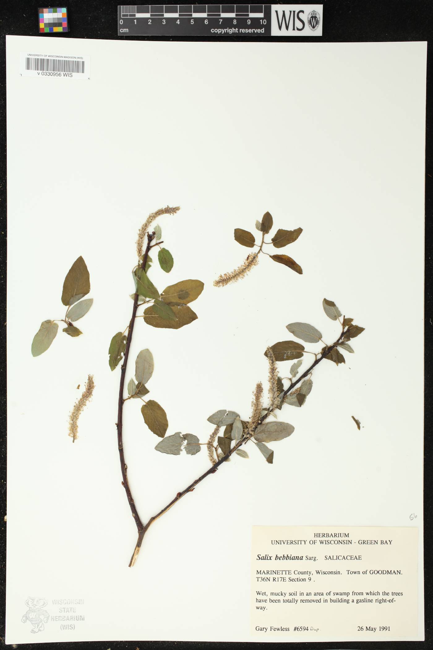 Salix bebbiana image