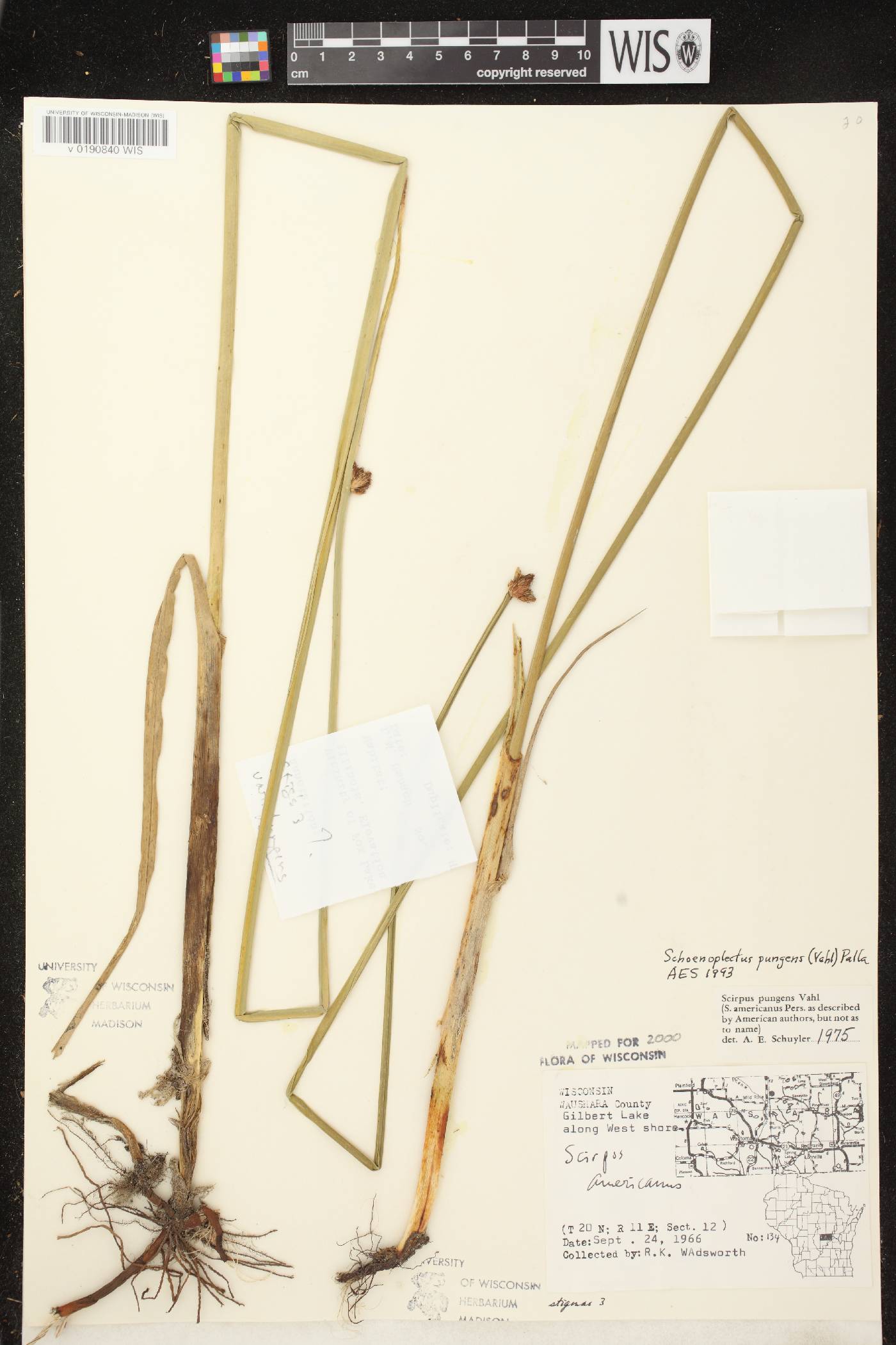 Schoenoplectus pungens image