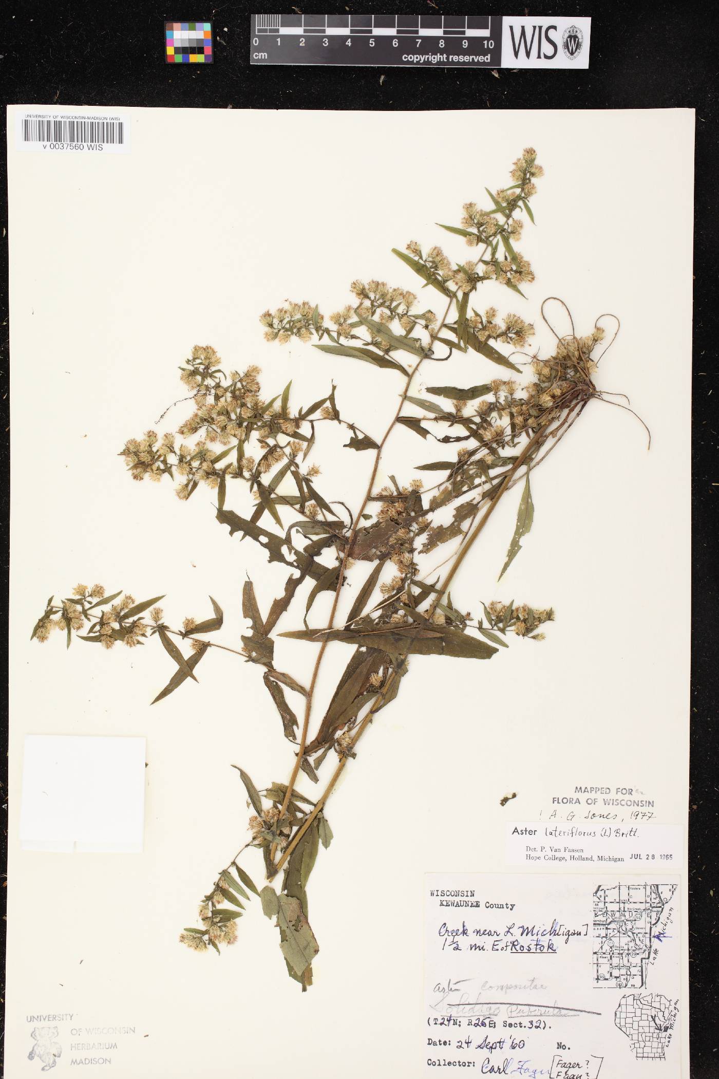 Symphyotrichum lateriflorum image