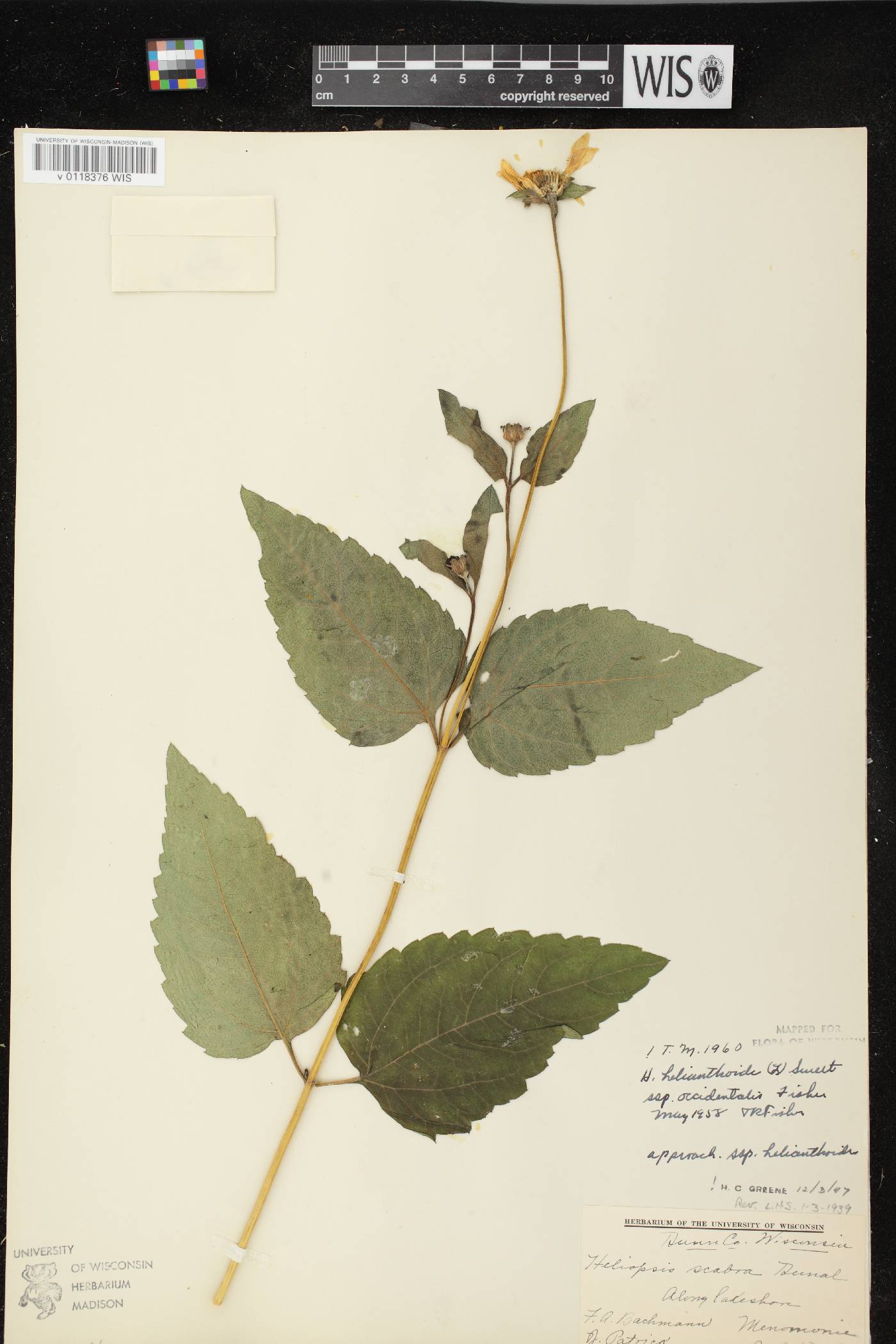Heliopsis helianthoides image