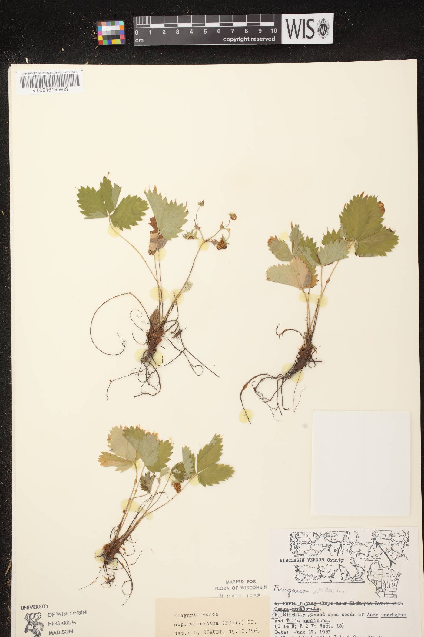Fragaria vesca subsp. americana image