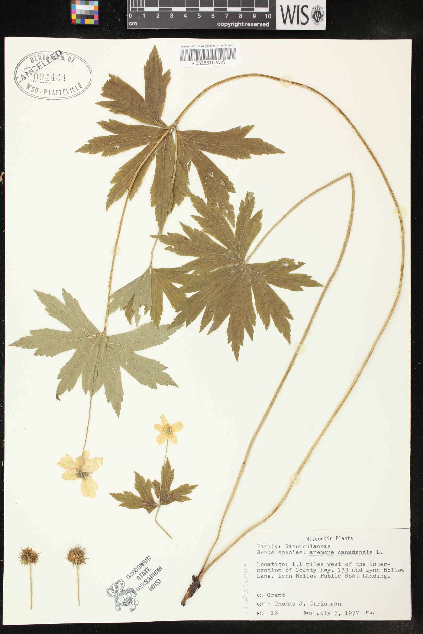 Anemone canadensis image