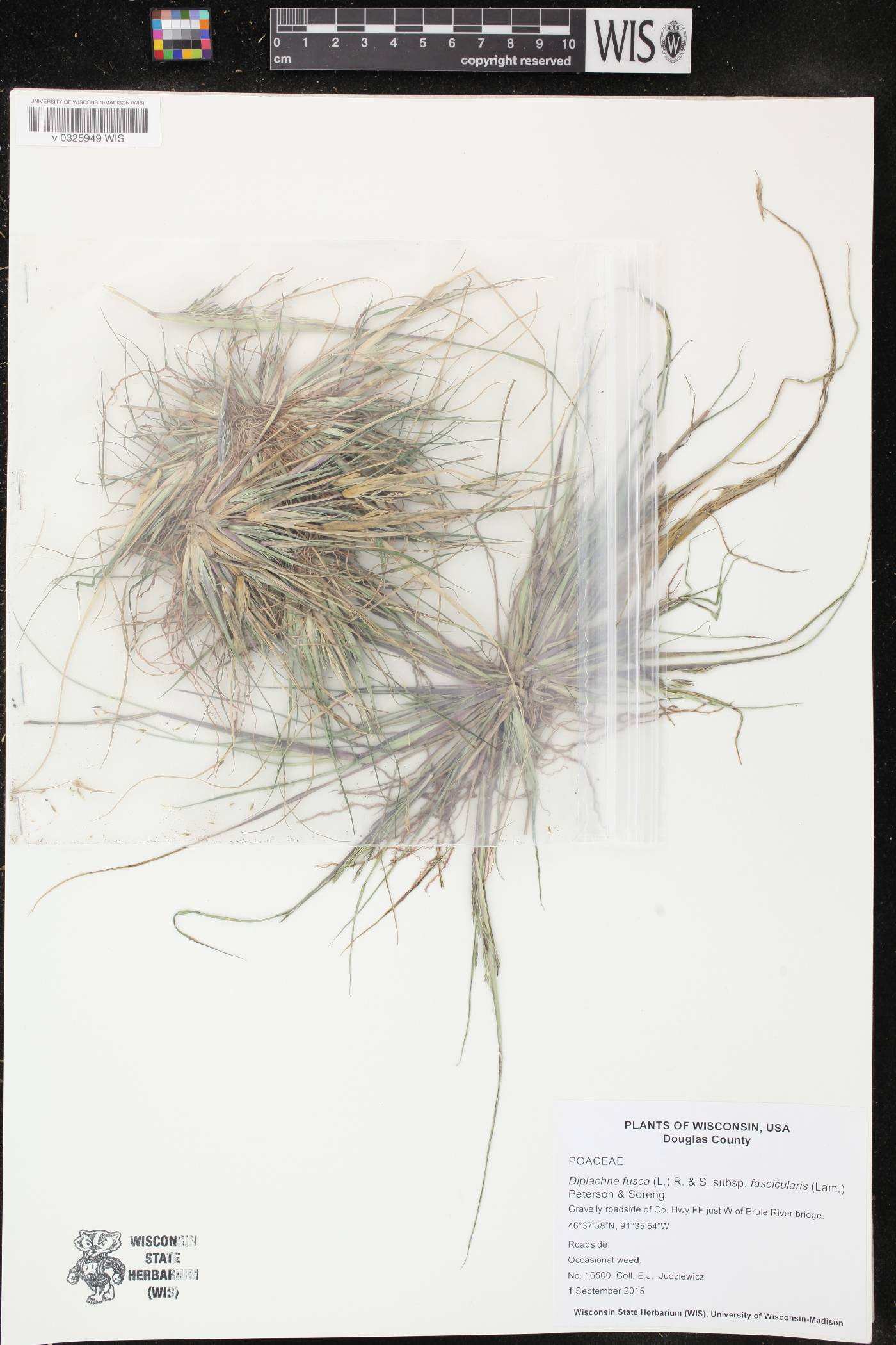Diplachne fusca subsp. fascicularis image