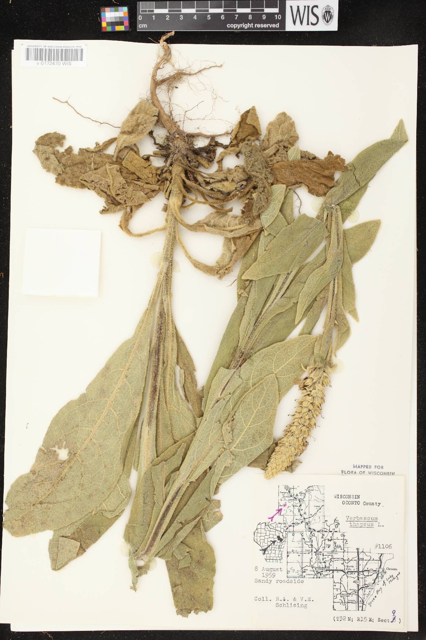 Verbascum thapsus image
