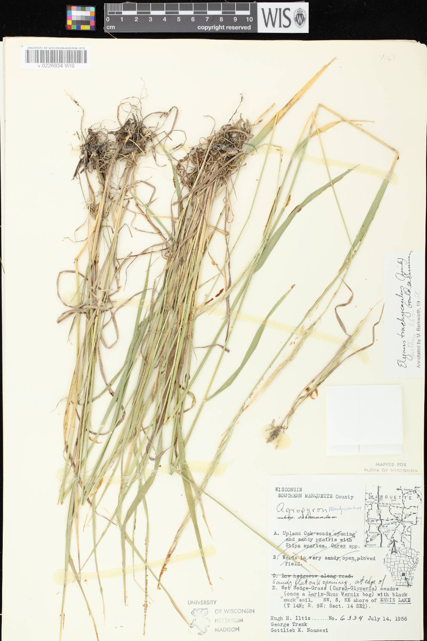 Elymus trachycaulus subsp. subsecundus image