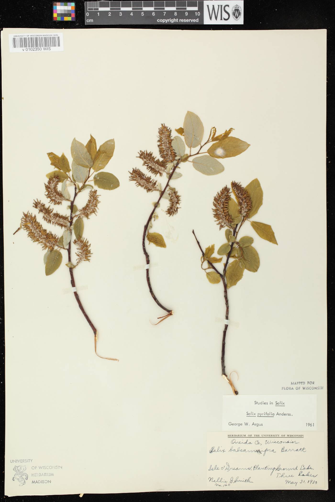 Salix pyrifolia image
