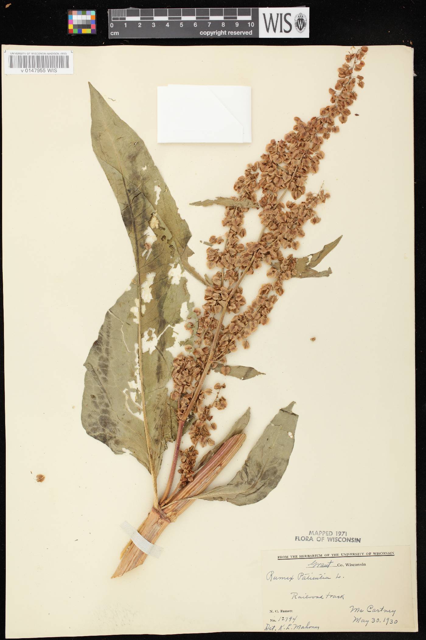Rumex patientia image