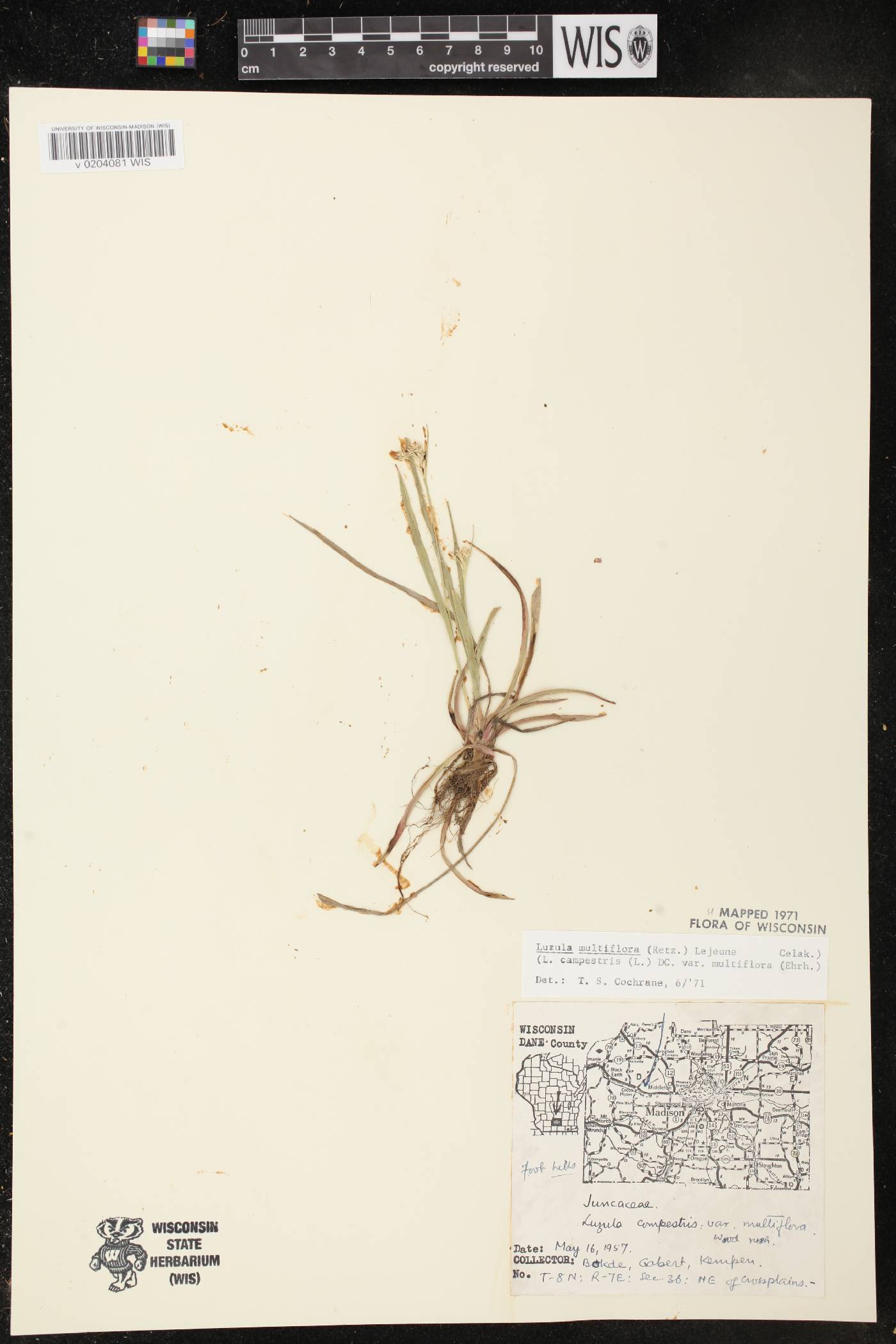 Luzula multiflora image