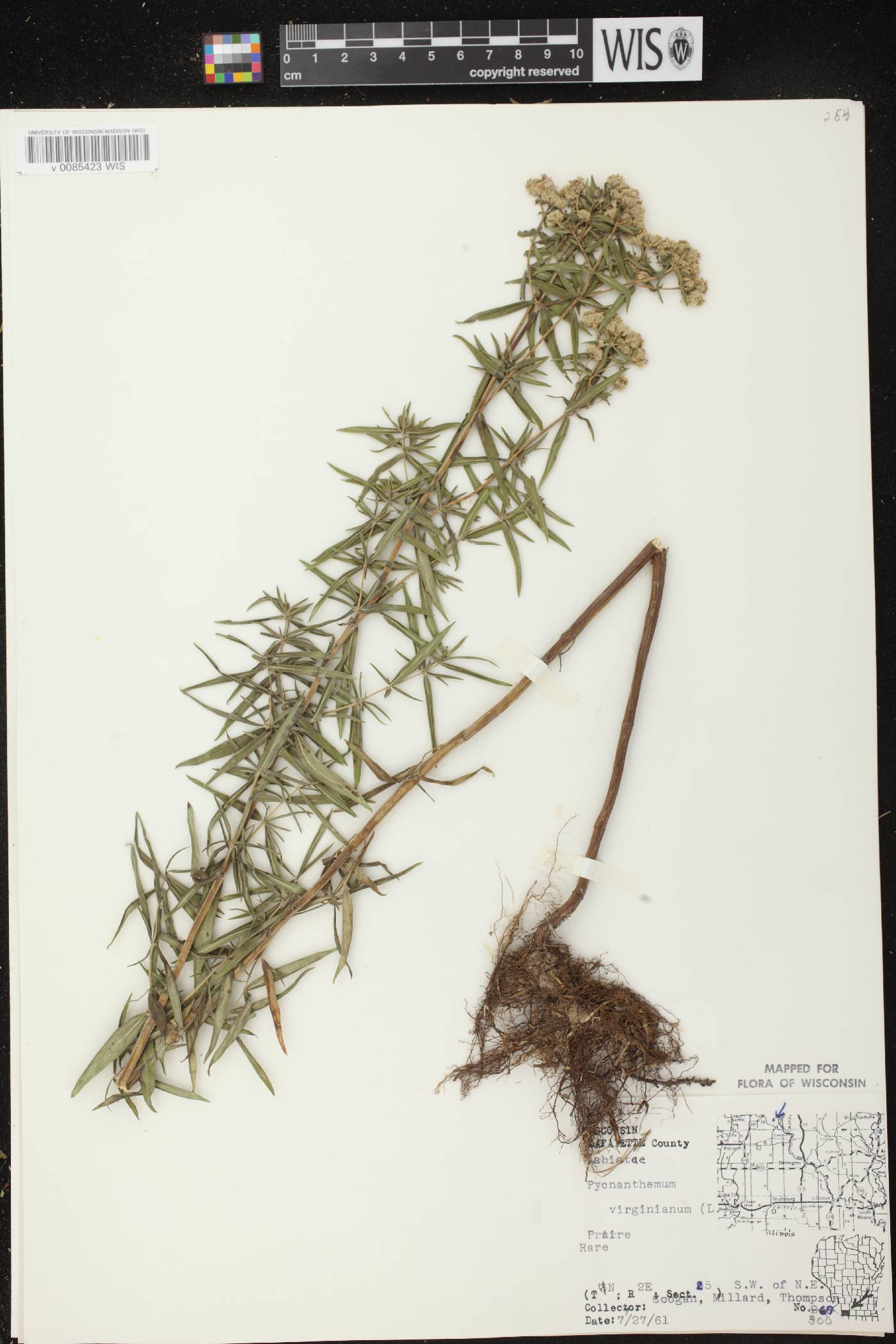 Pycnanthemum virginianum image