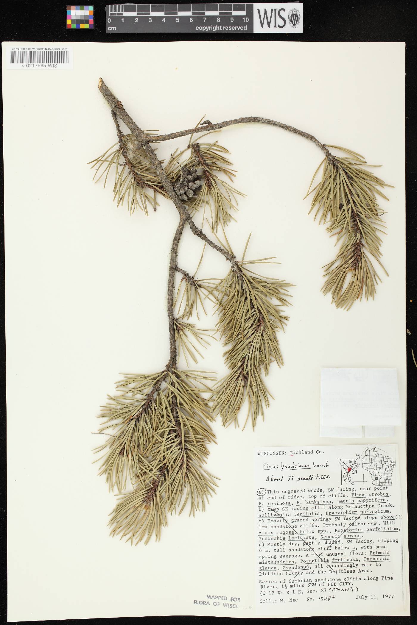 Pinus banksiana image