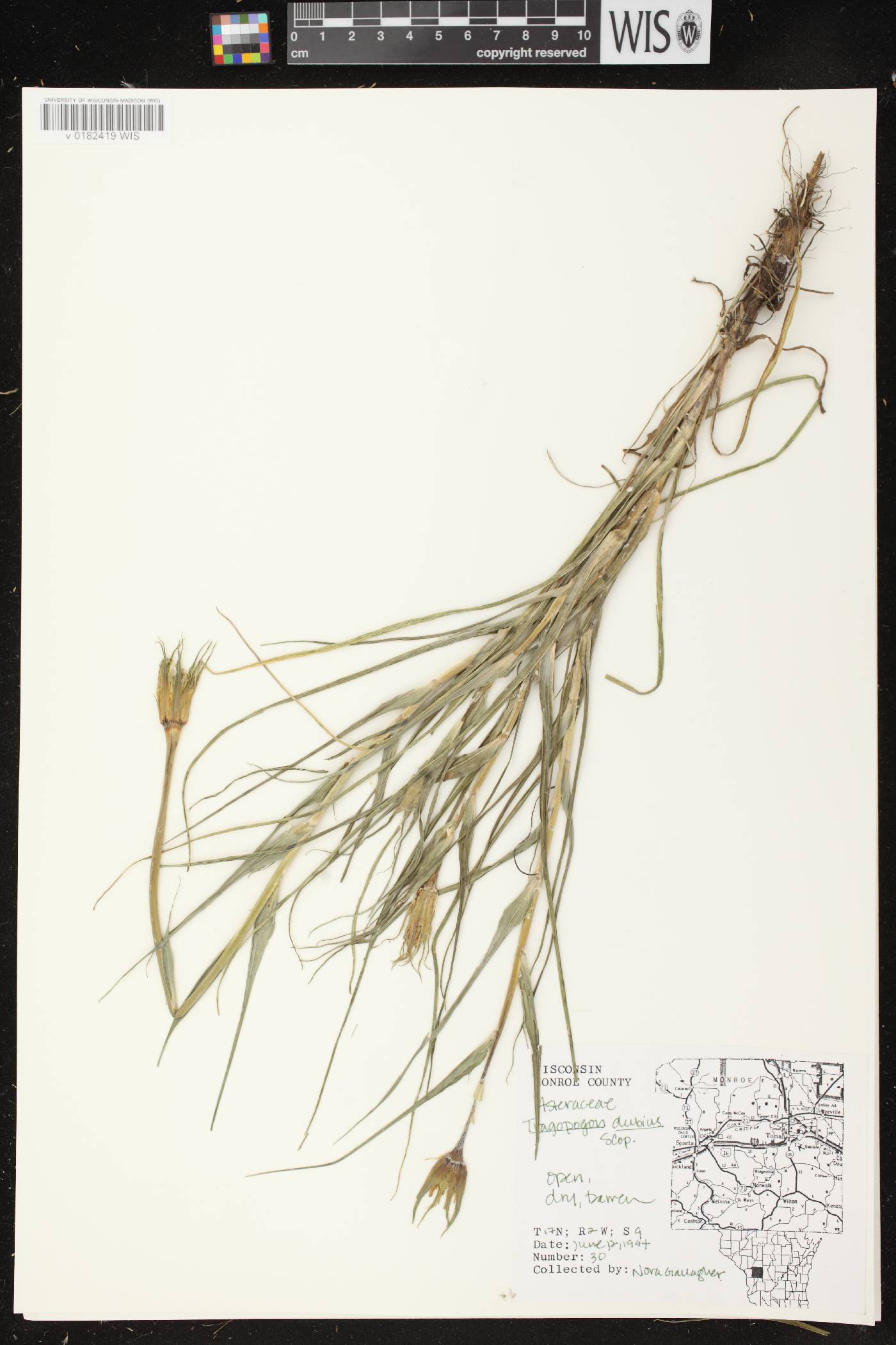 Tragopogon dubius image