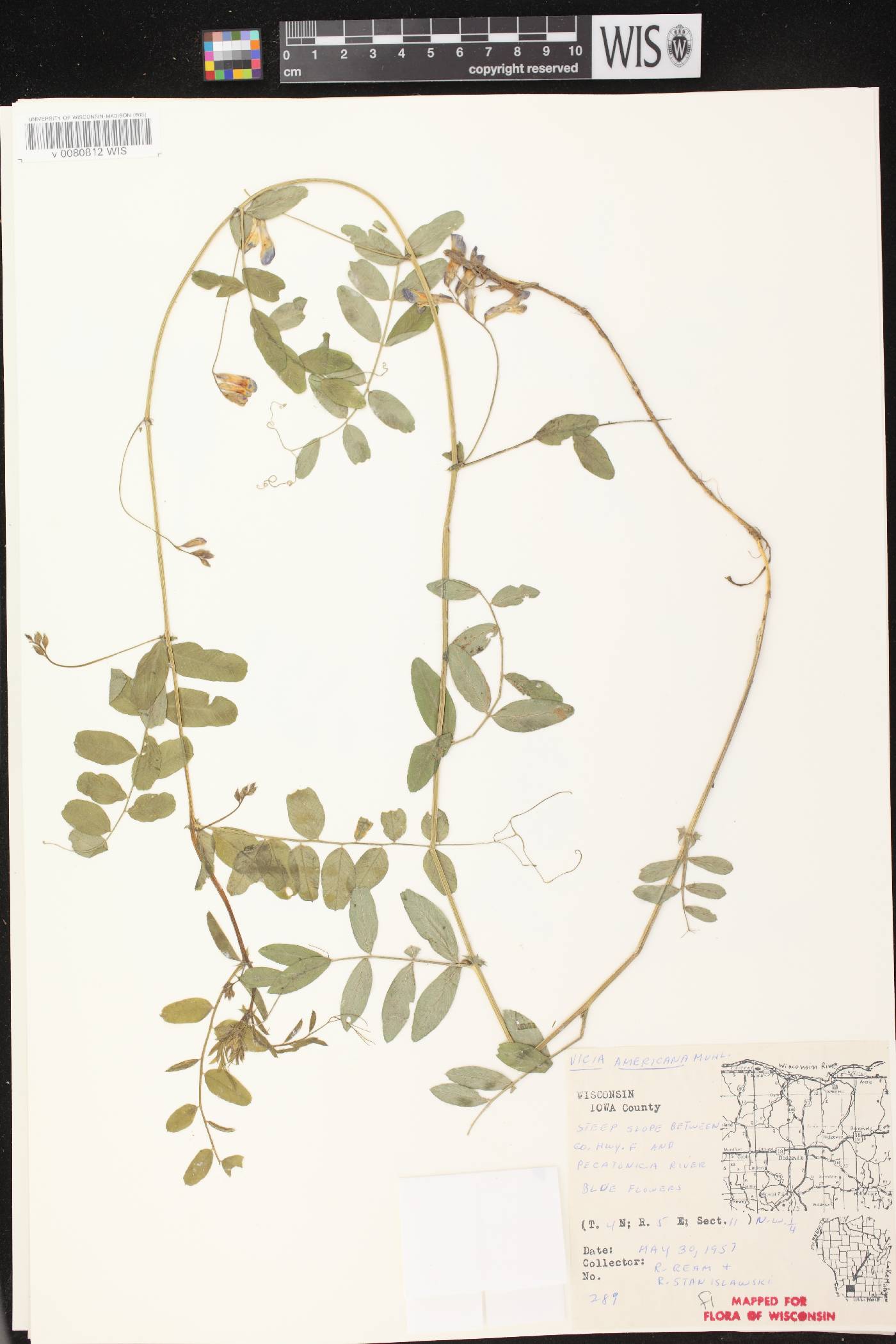 Vicia americana subsp. americana image