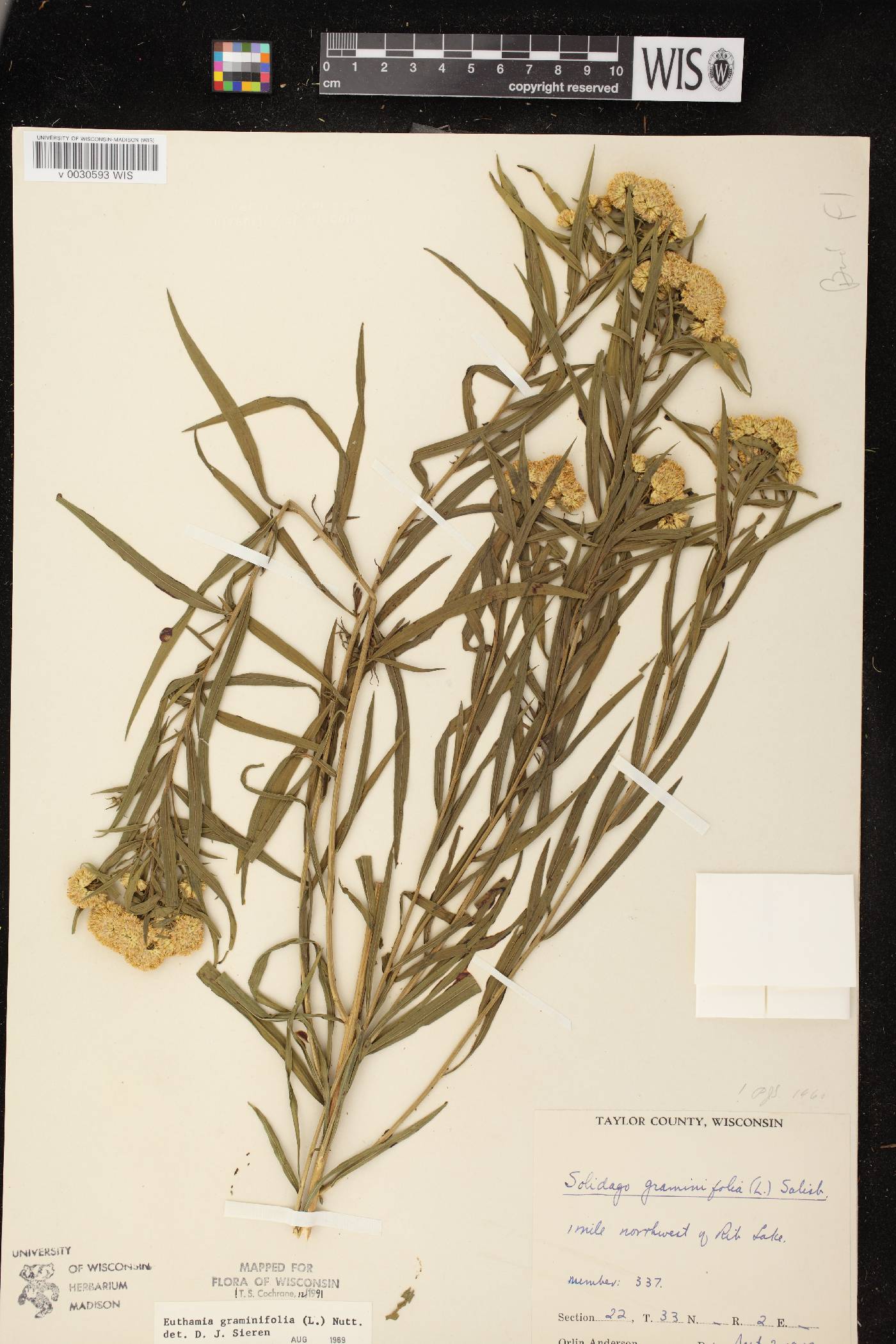 Euthamia graminifolia image