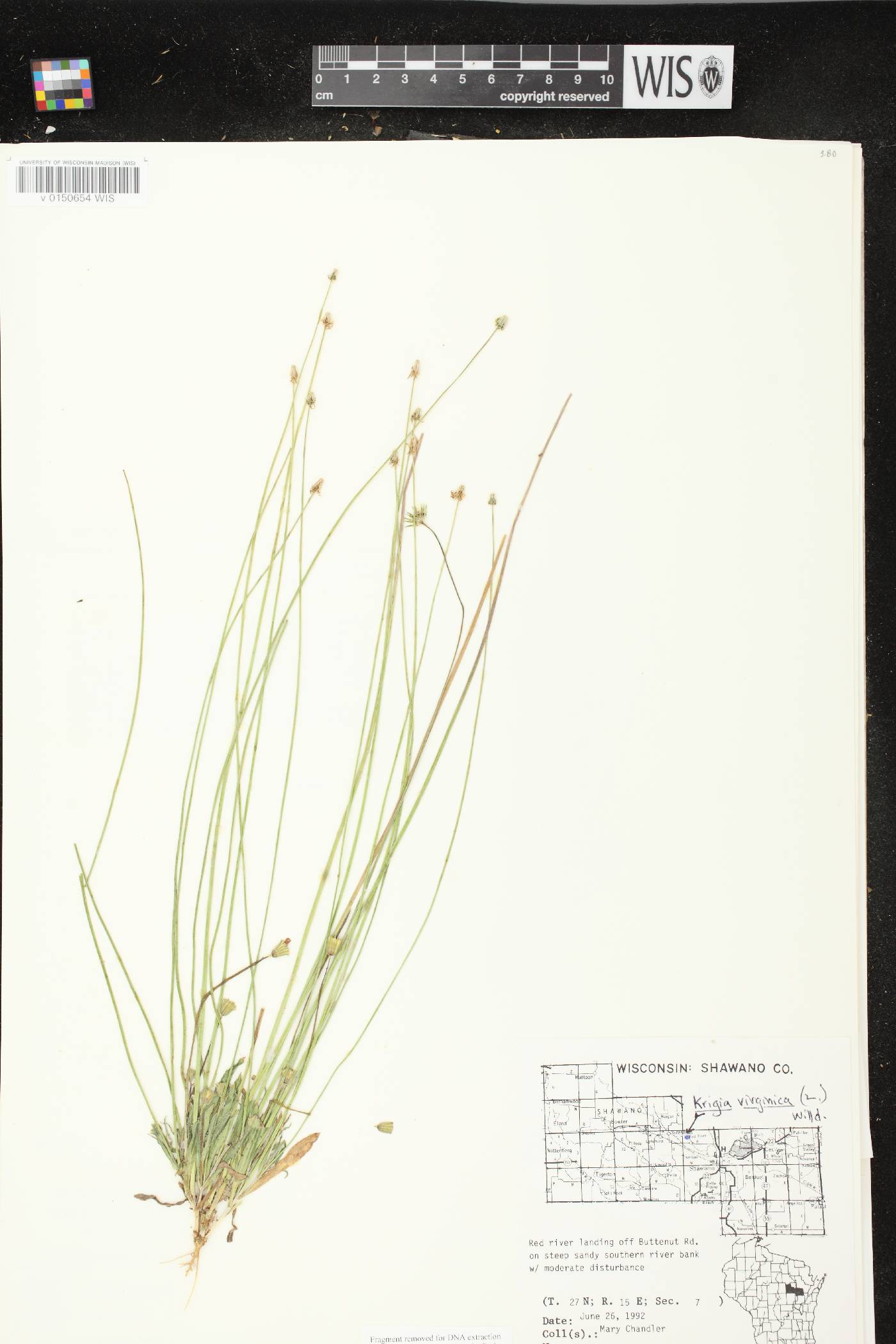 Krigia virginica image