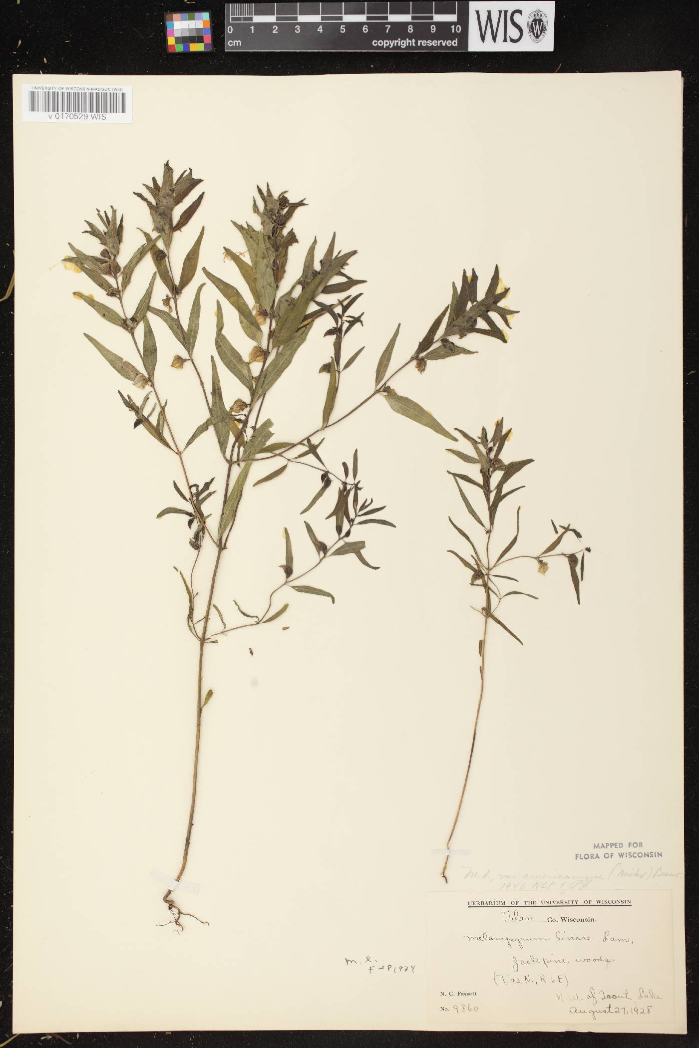 Melampyrum lineare image