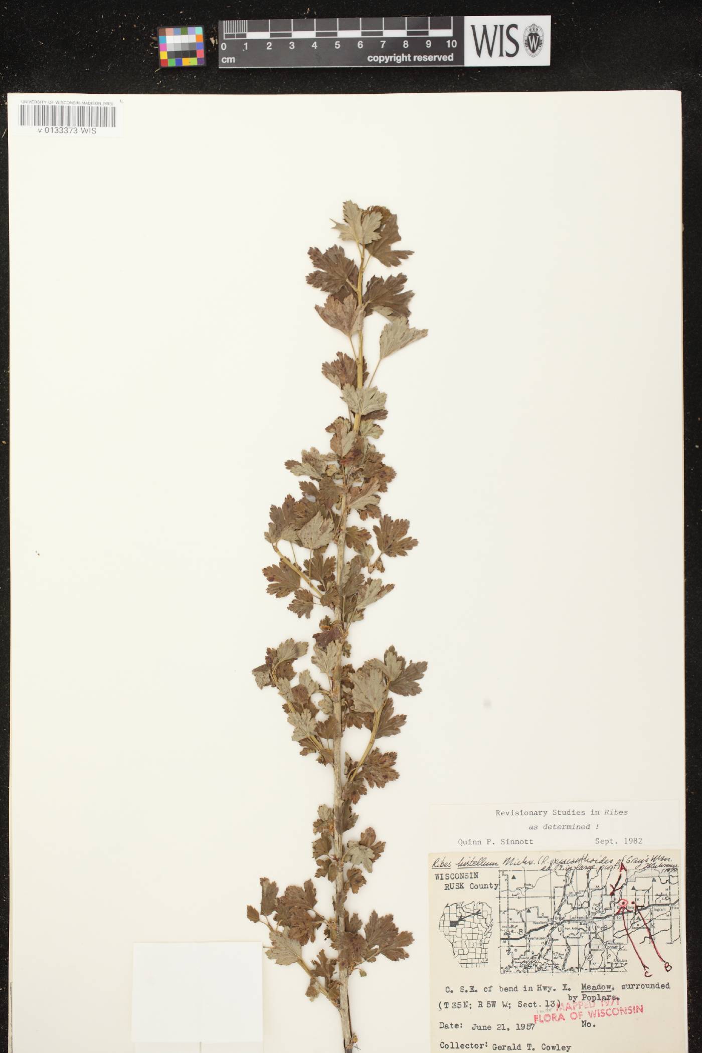 Ribes hirtellum image