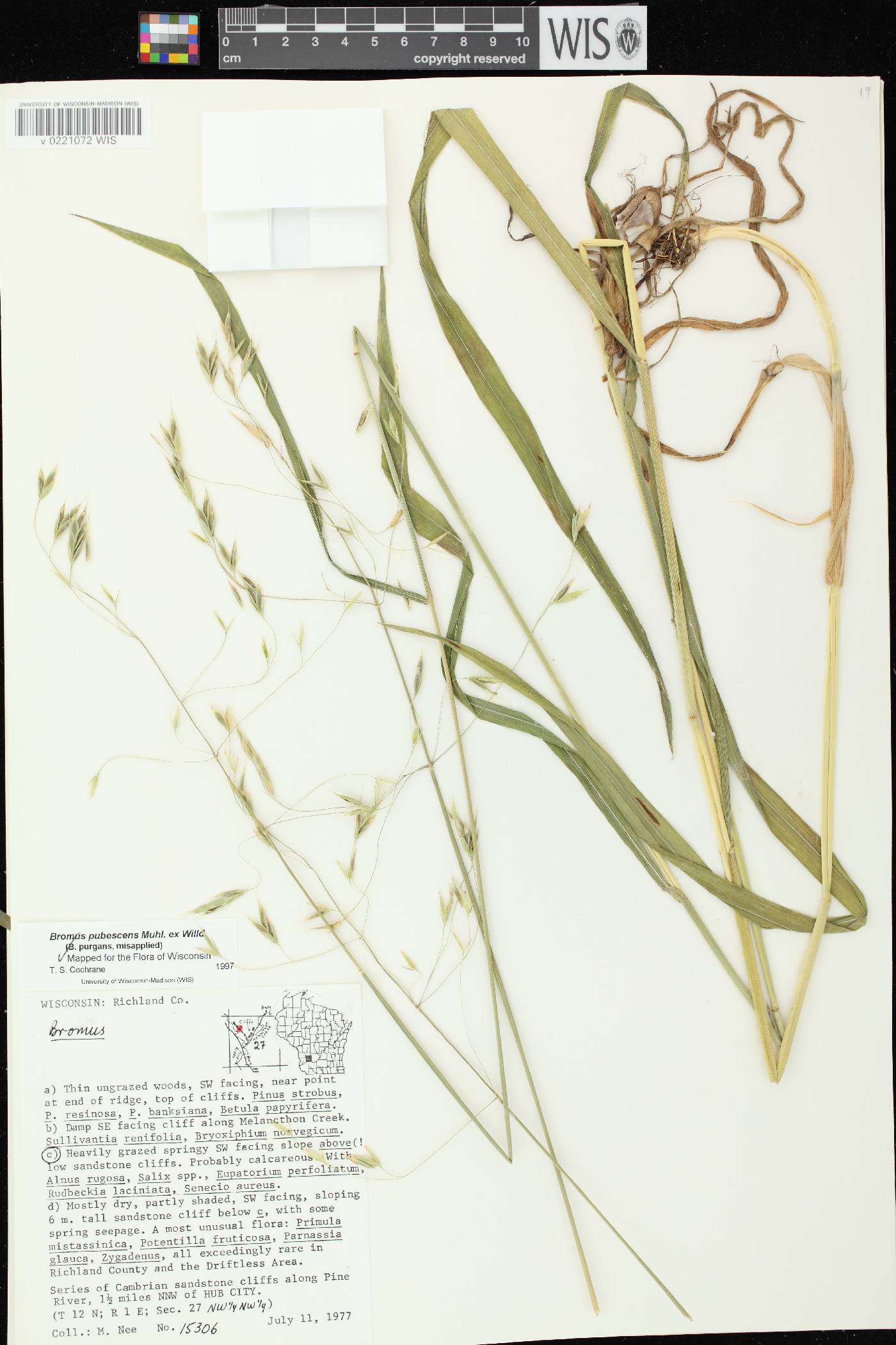 Bromus pubescens image