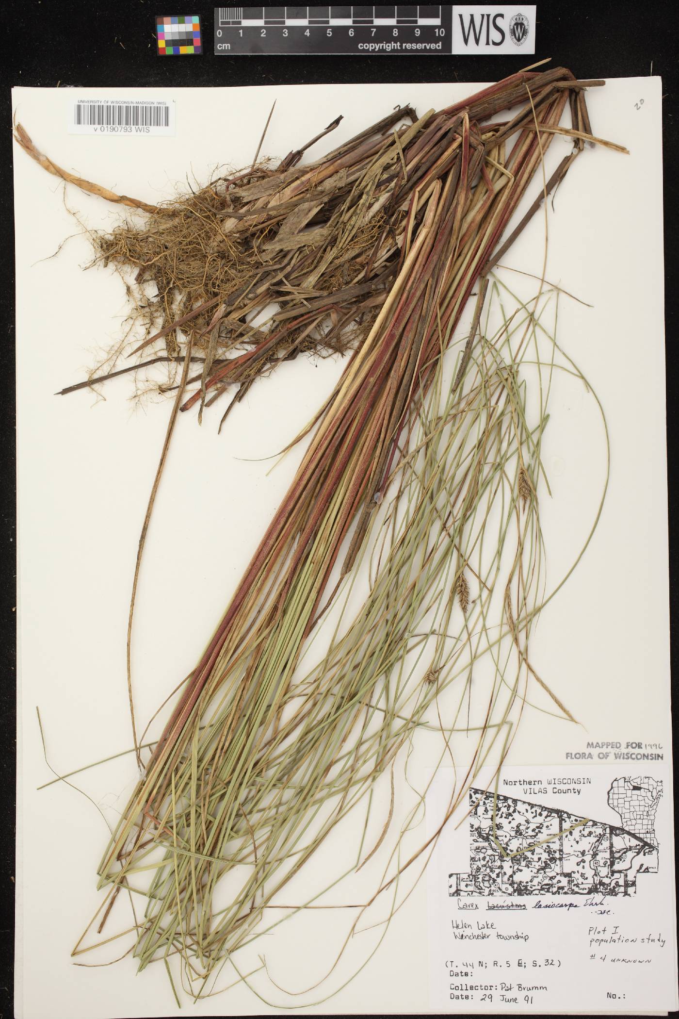 Carex lasiocarpa subsp. americana image