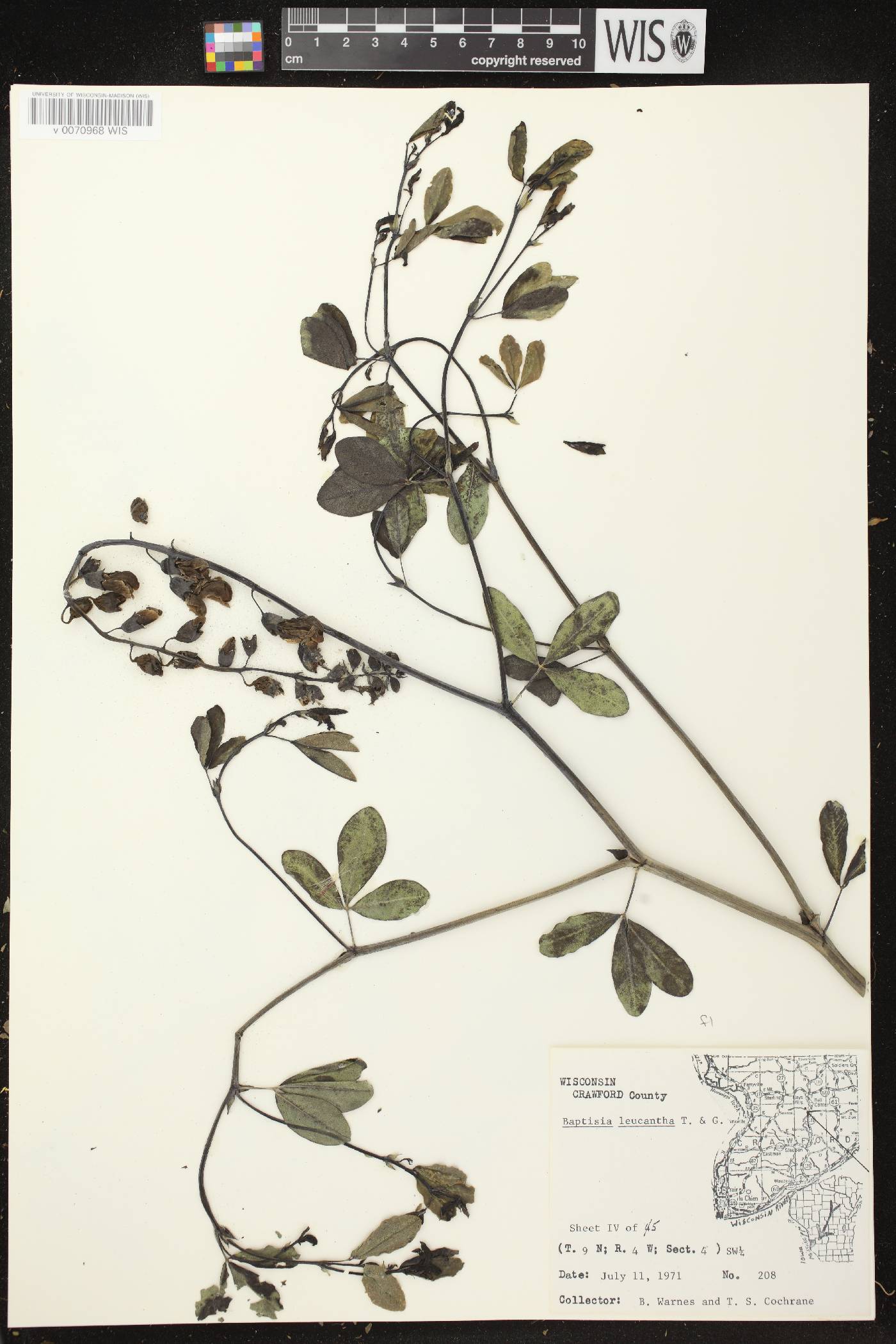 Baptisia lactea image