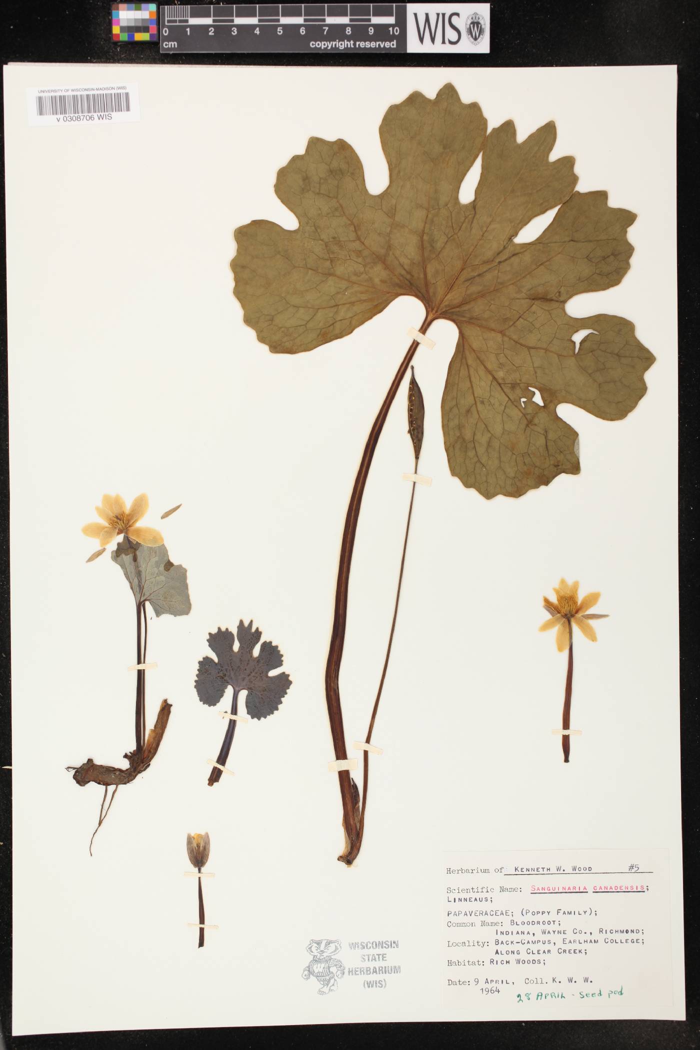 Sanguinaria canadensis image