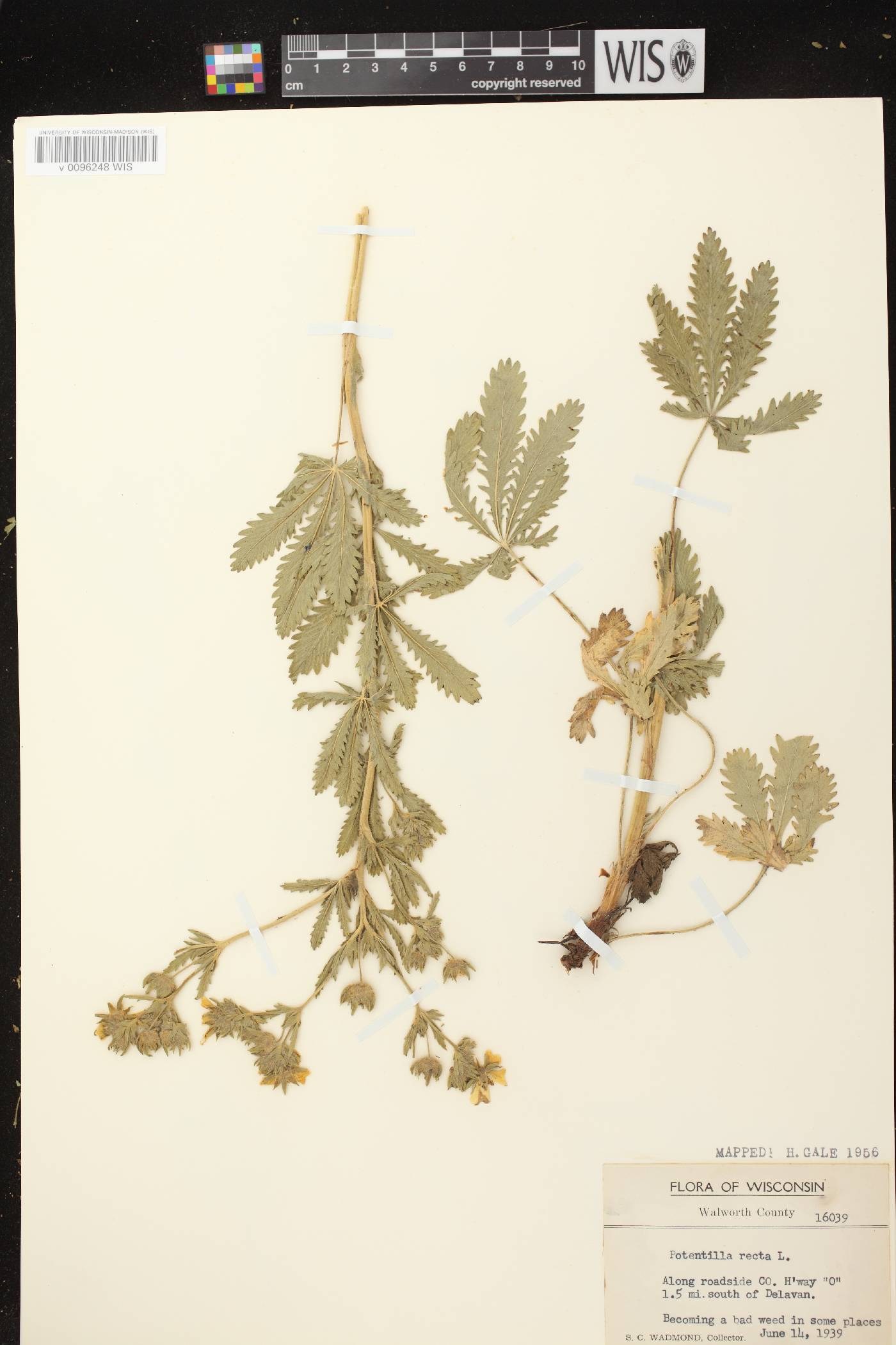 Potentilla recta image
