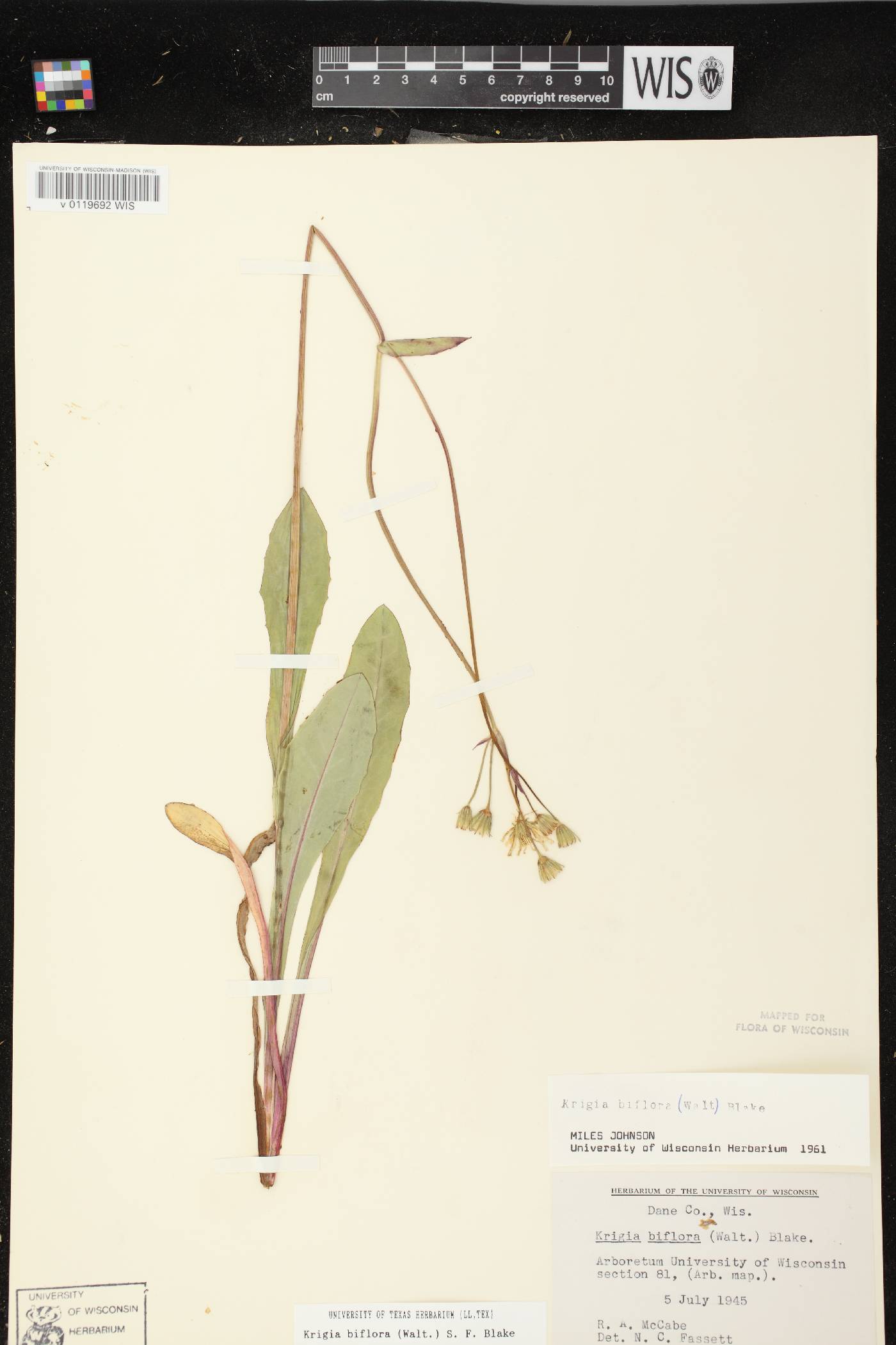 Krigia biflora image