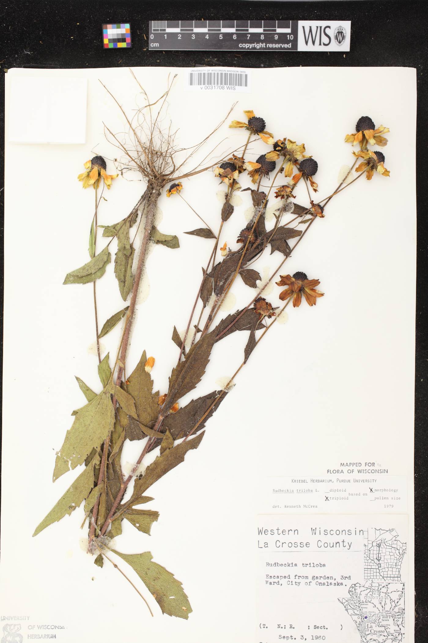 Rudbeckia triloba image