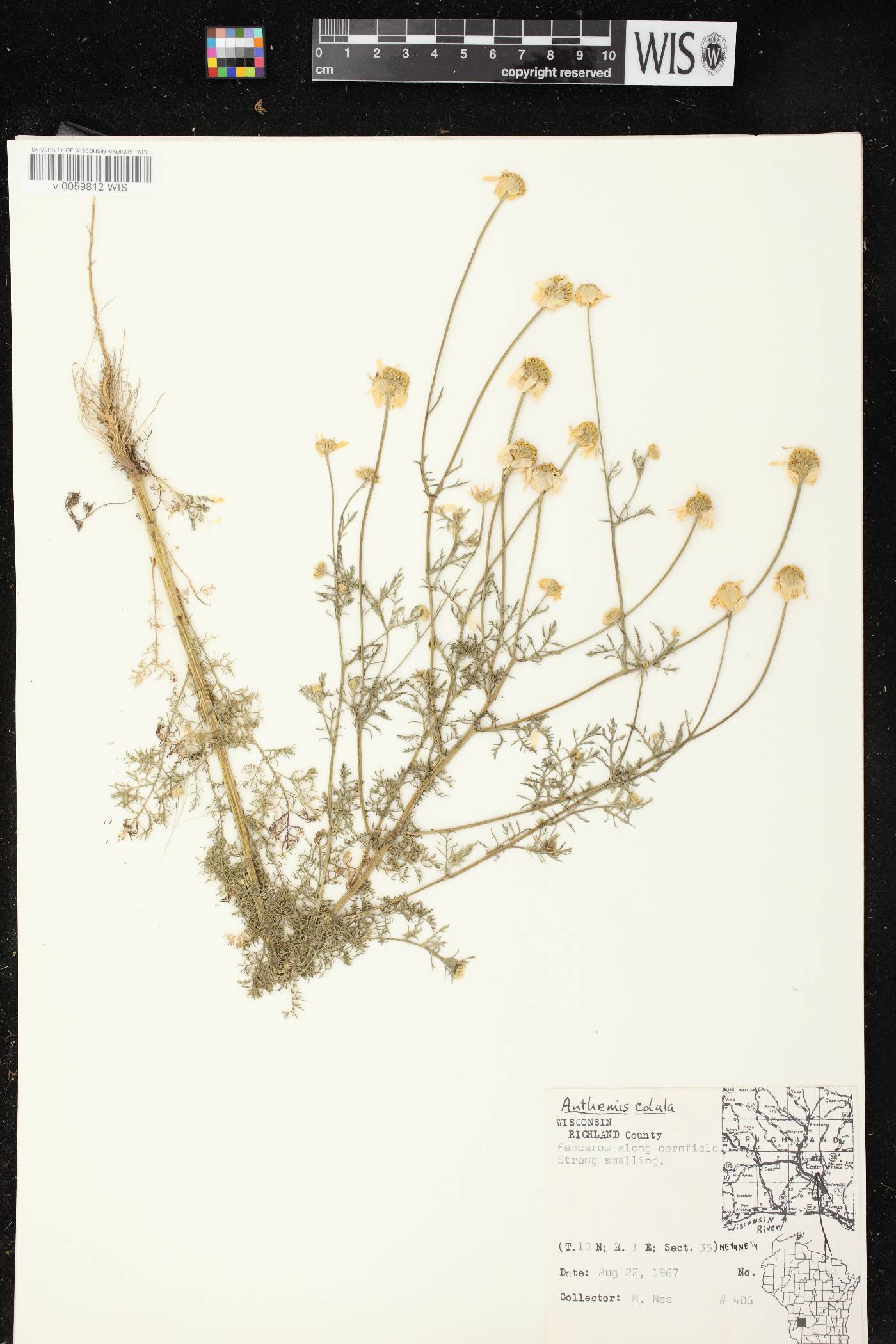 Anthemis cotula image