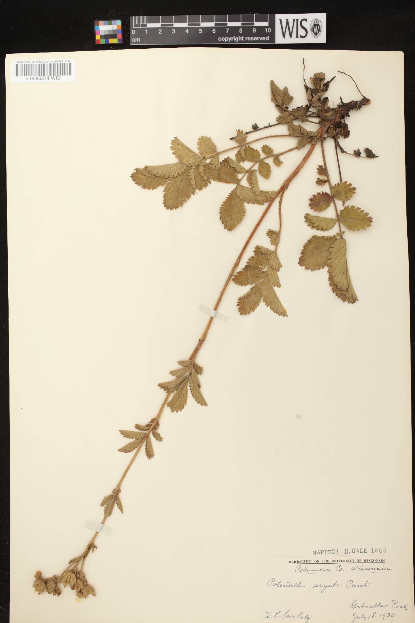 Drymocallis arguta image