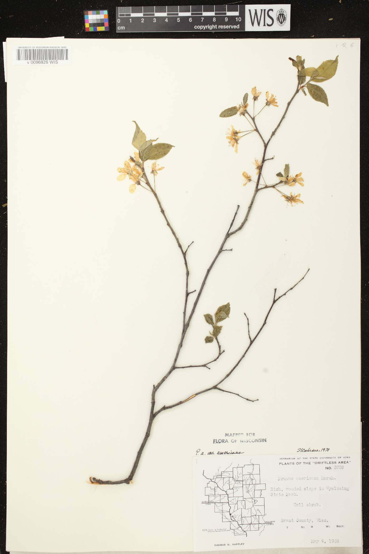 Prunus americana image